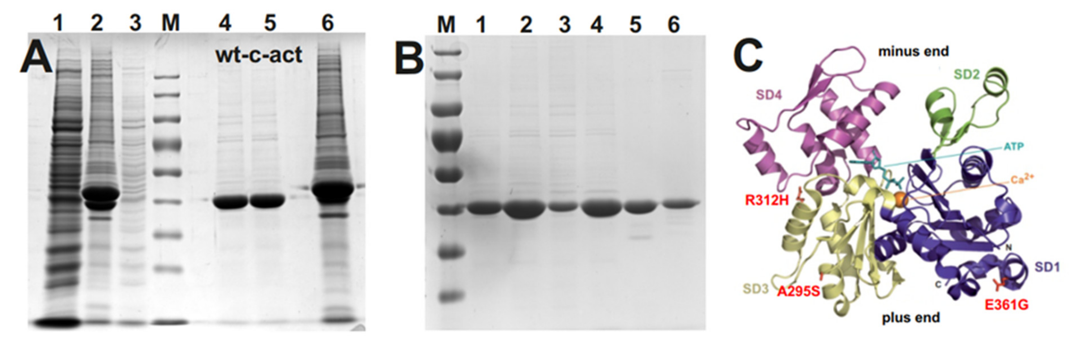 Antioxidants 10 01082 g001