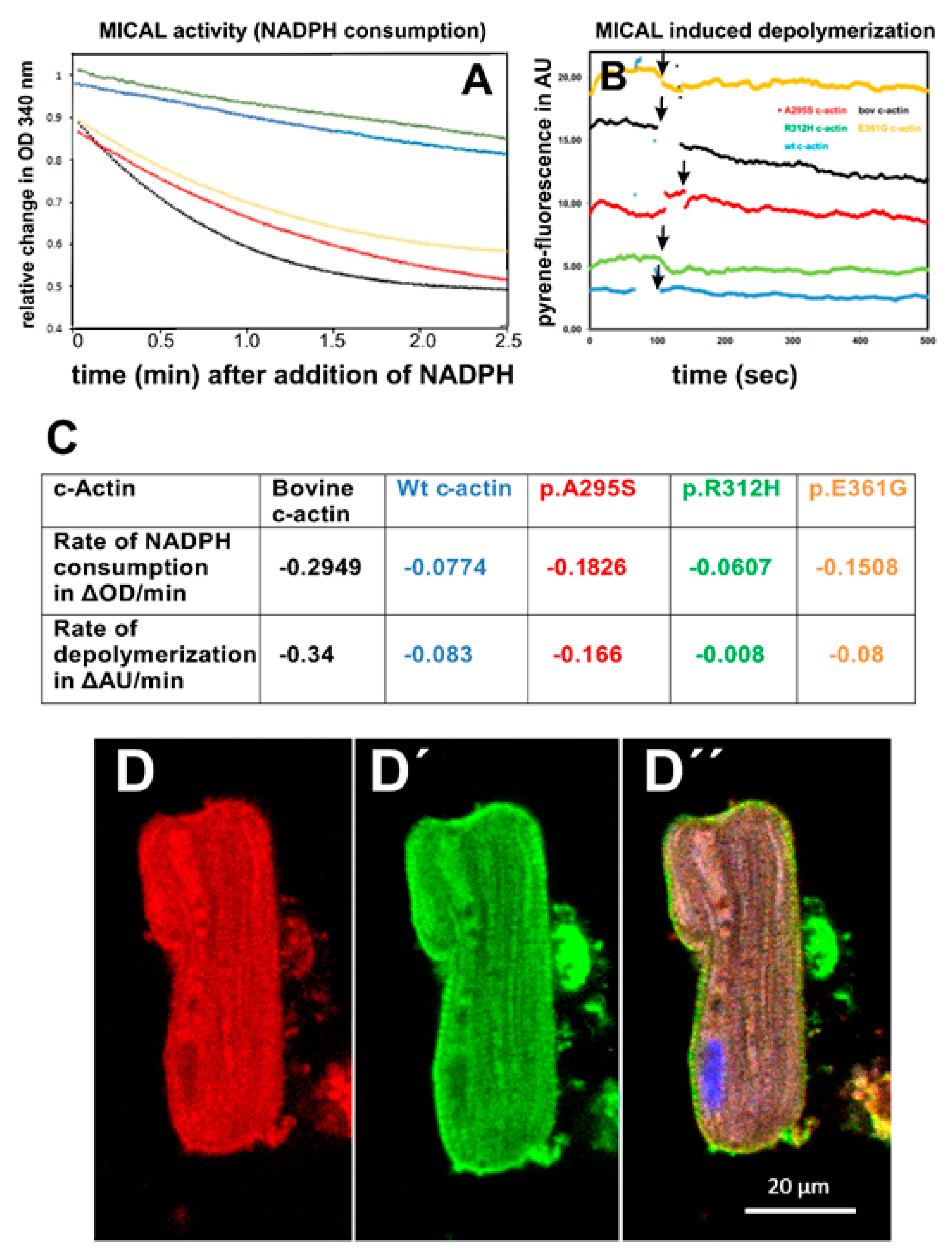 Antioxidants 10 01082 g003