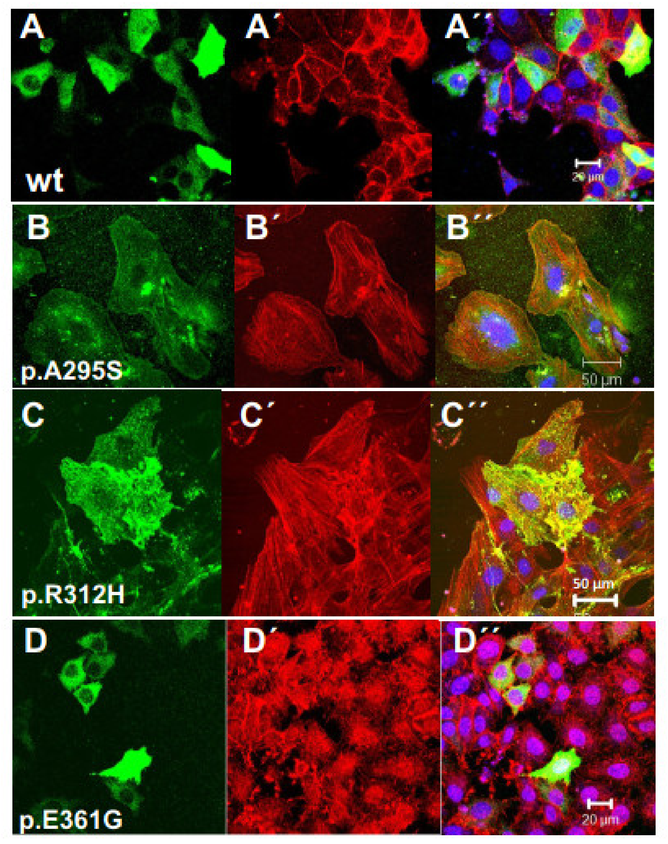 Antioxidants 10 01082 g004