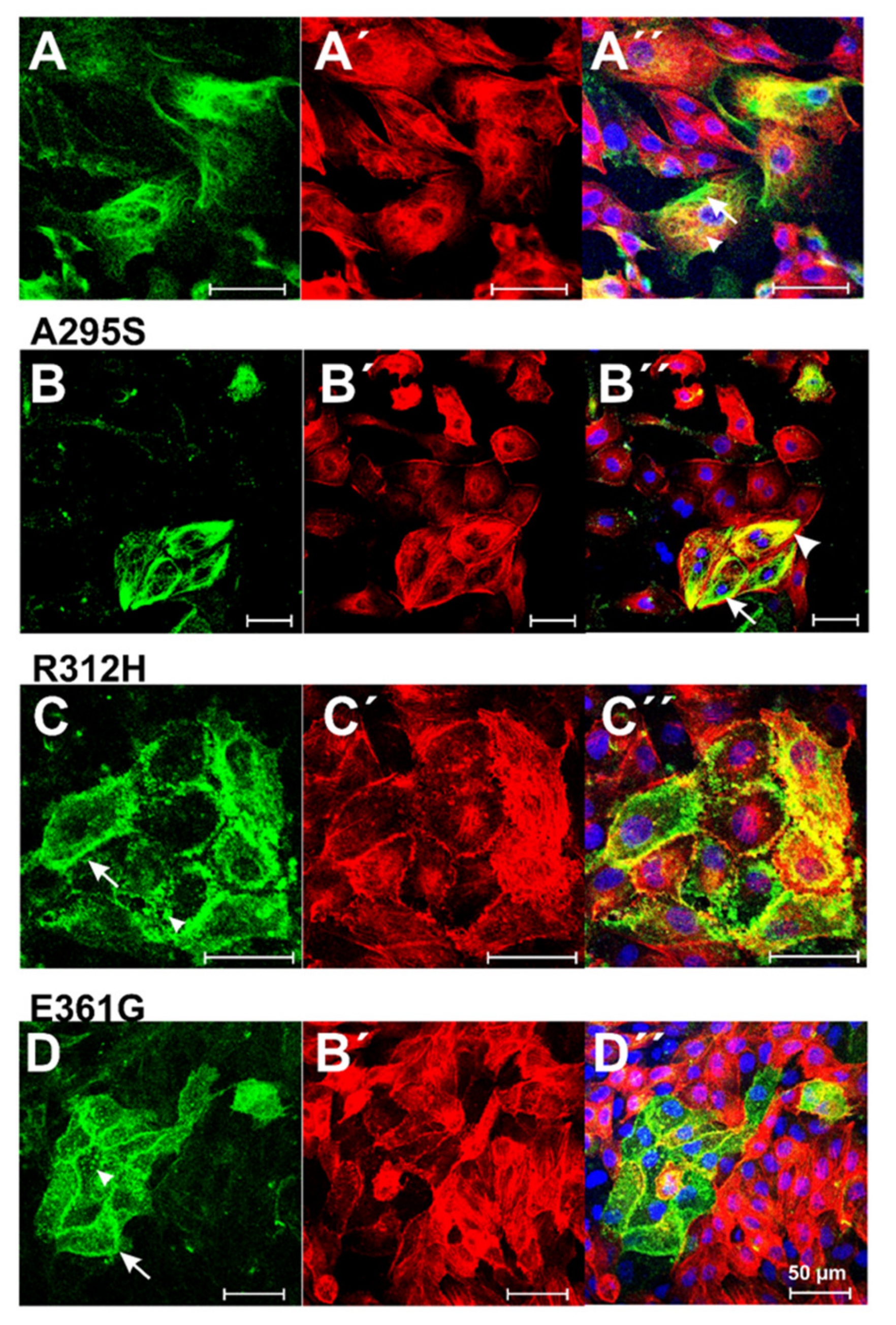 Antioxidants 10 01082 g005
