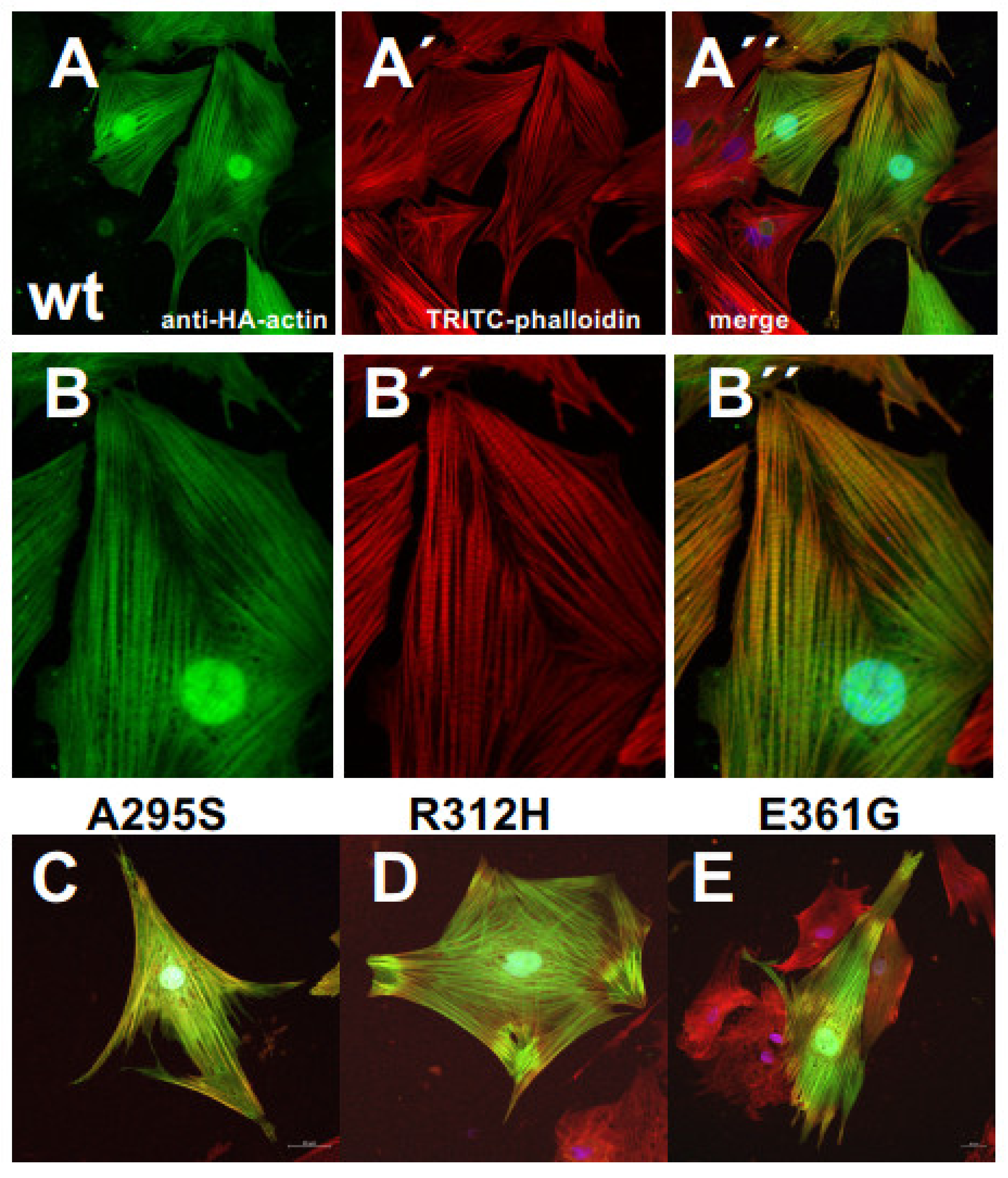 Antioxidants 10 01082 g006