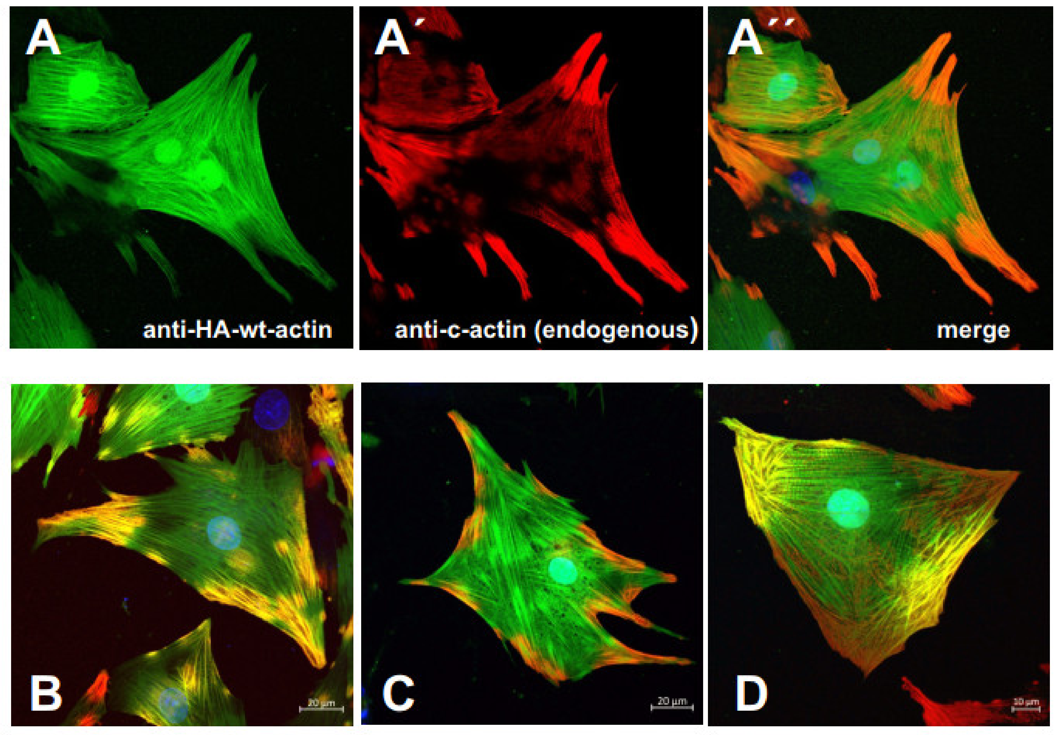 Antioxidants 10 01082 g007