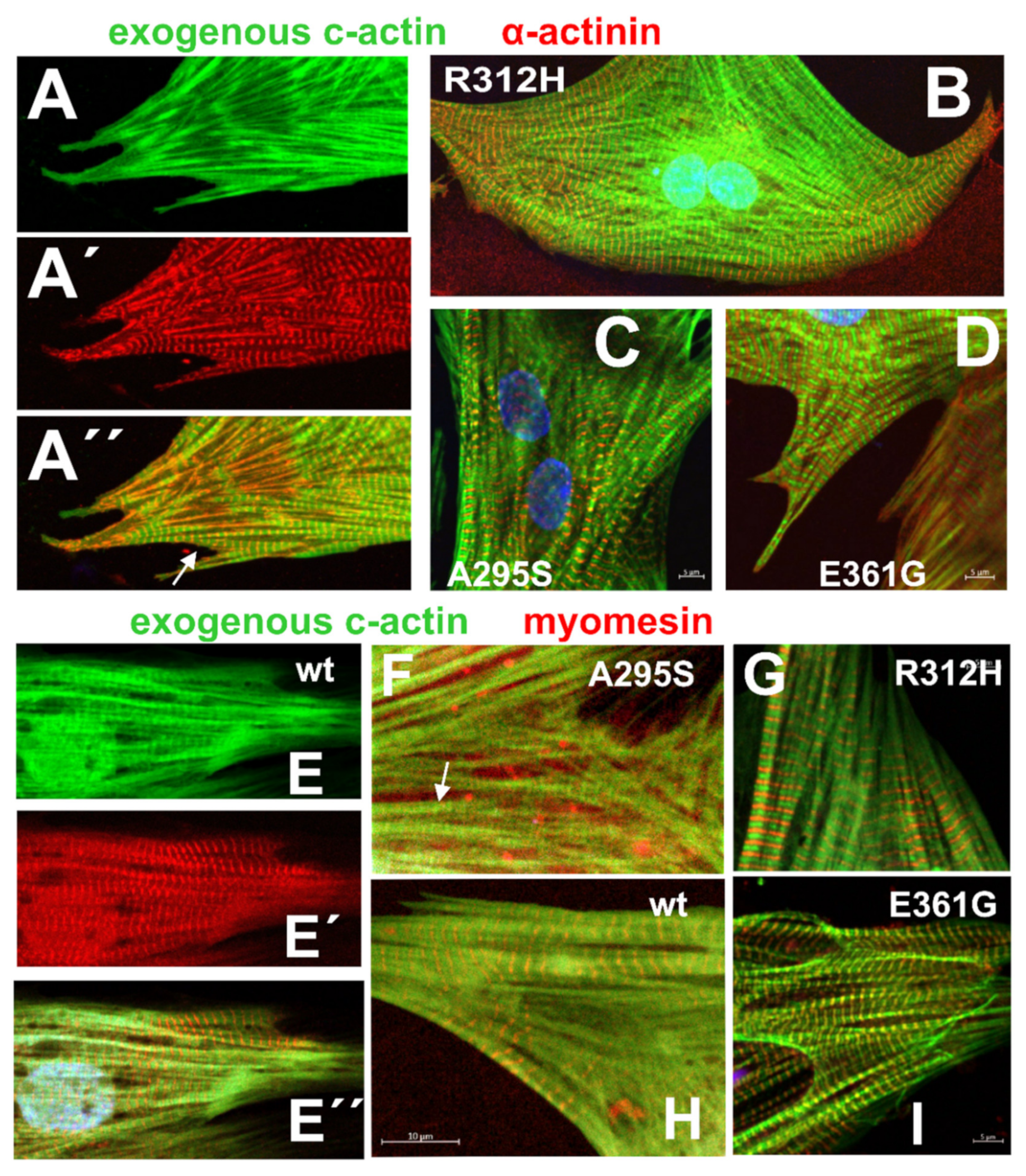 Antioxidants 10 01082 g008