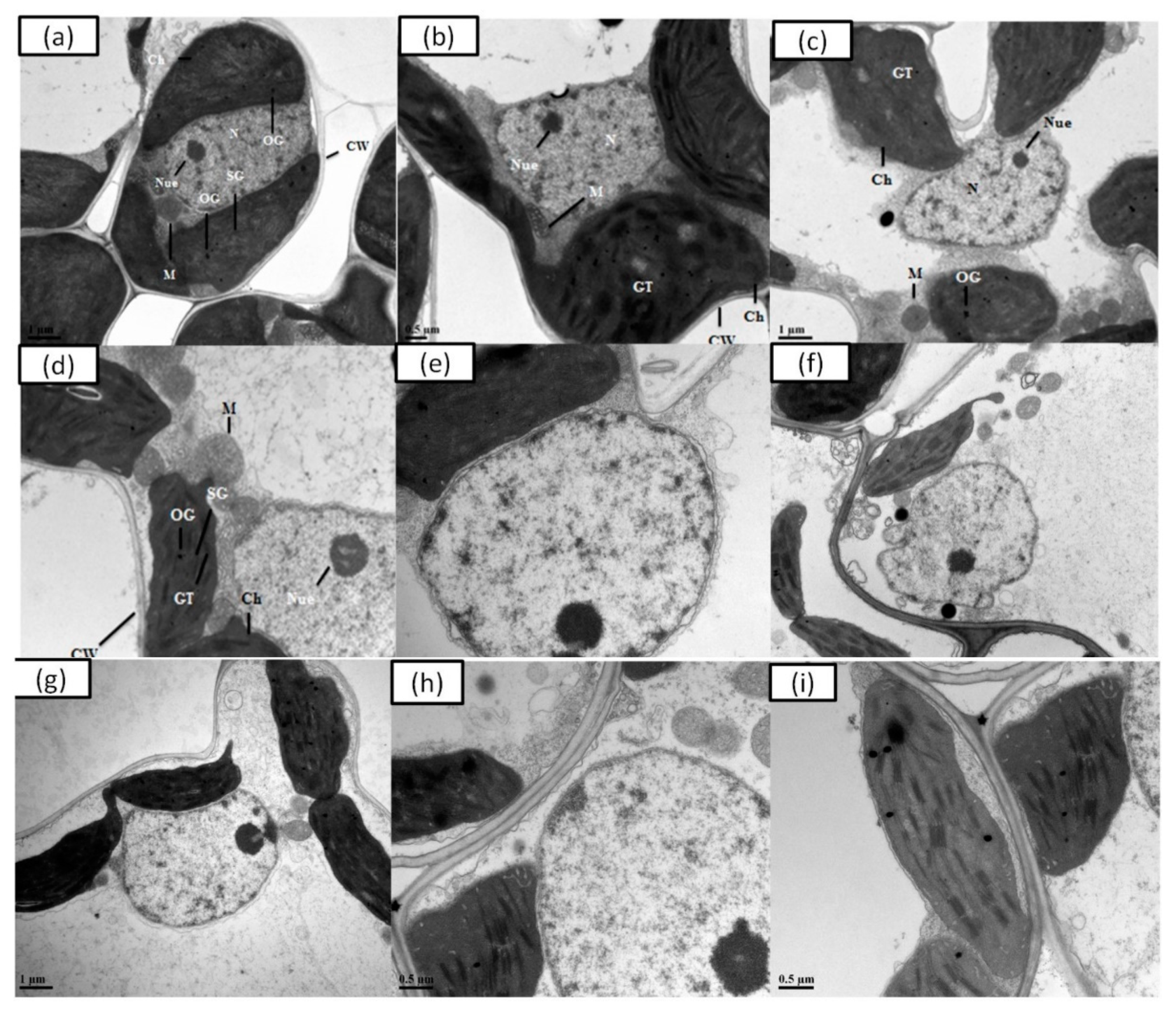 Antioxidants 10 01089 g005
