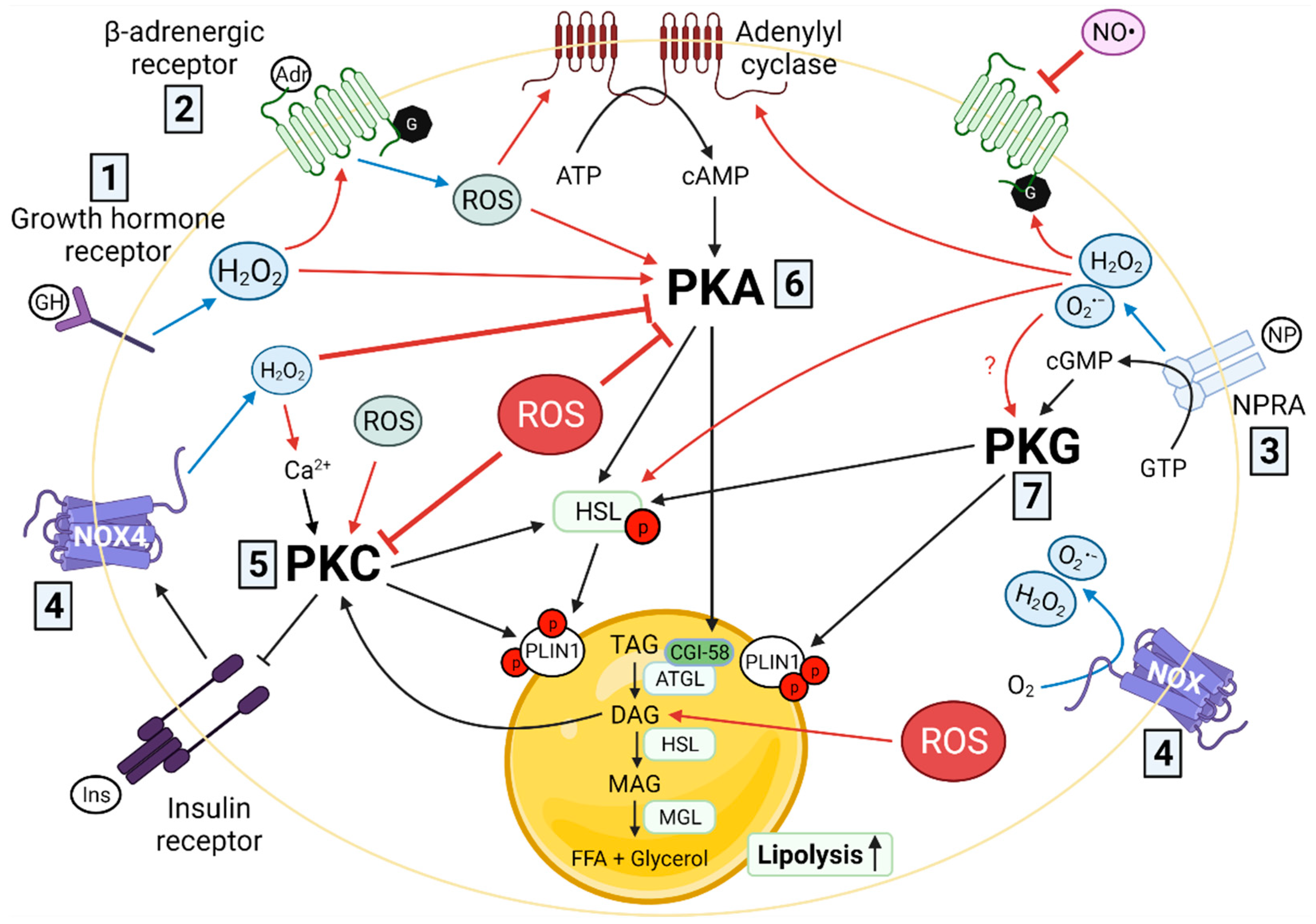 Antioxidants 10 01090 g002 Antioxidants 10 01090 g002