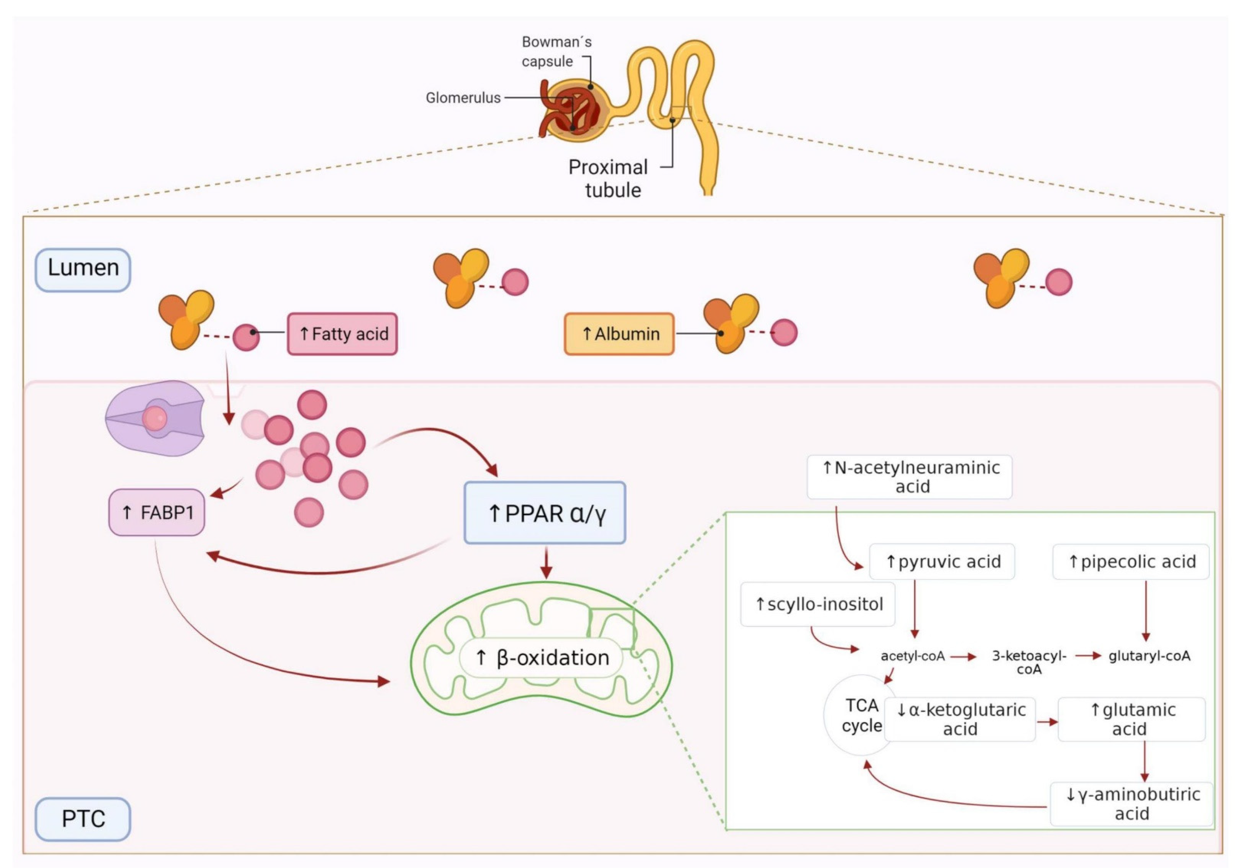 Antioxidants 10 01100 g004