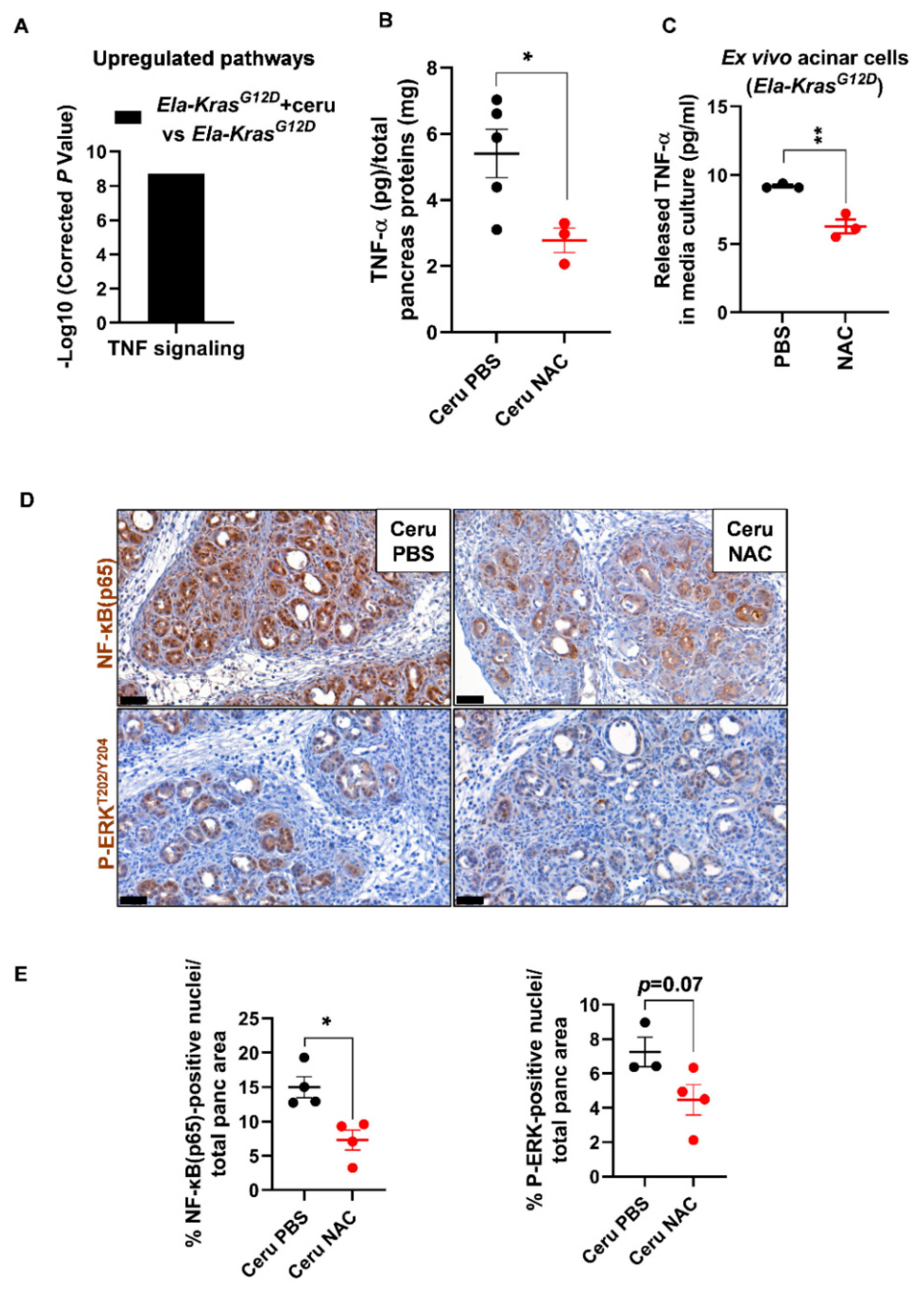Antioxidants 10 01107 g006