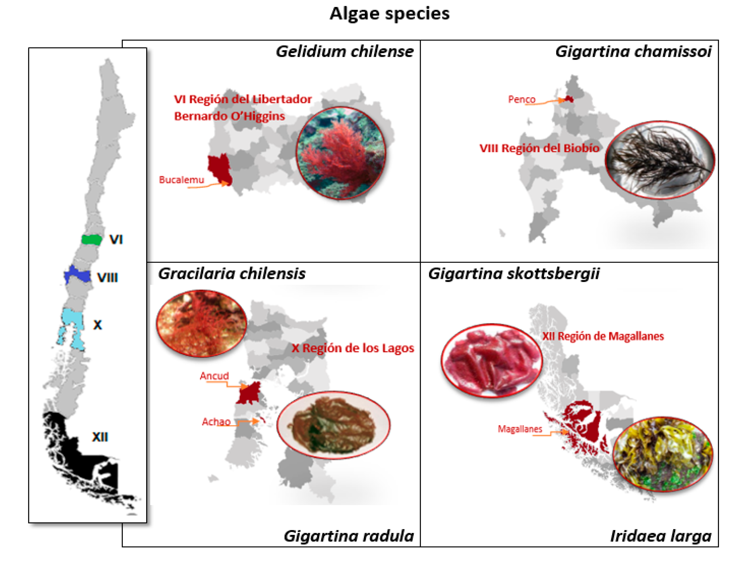 Antioxidants 10 01108 g001