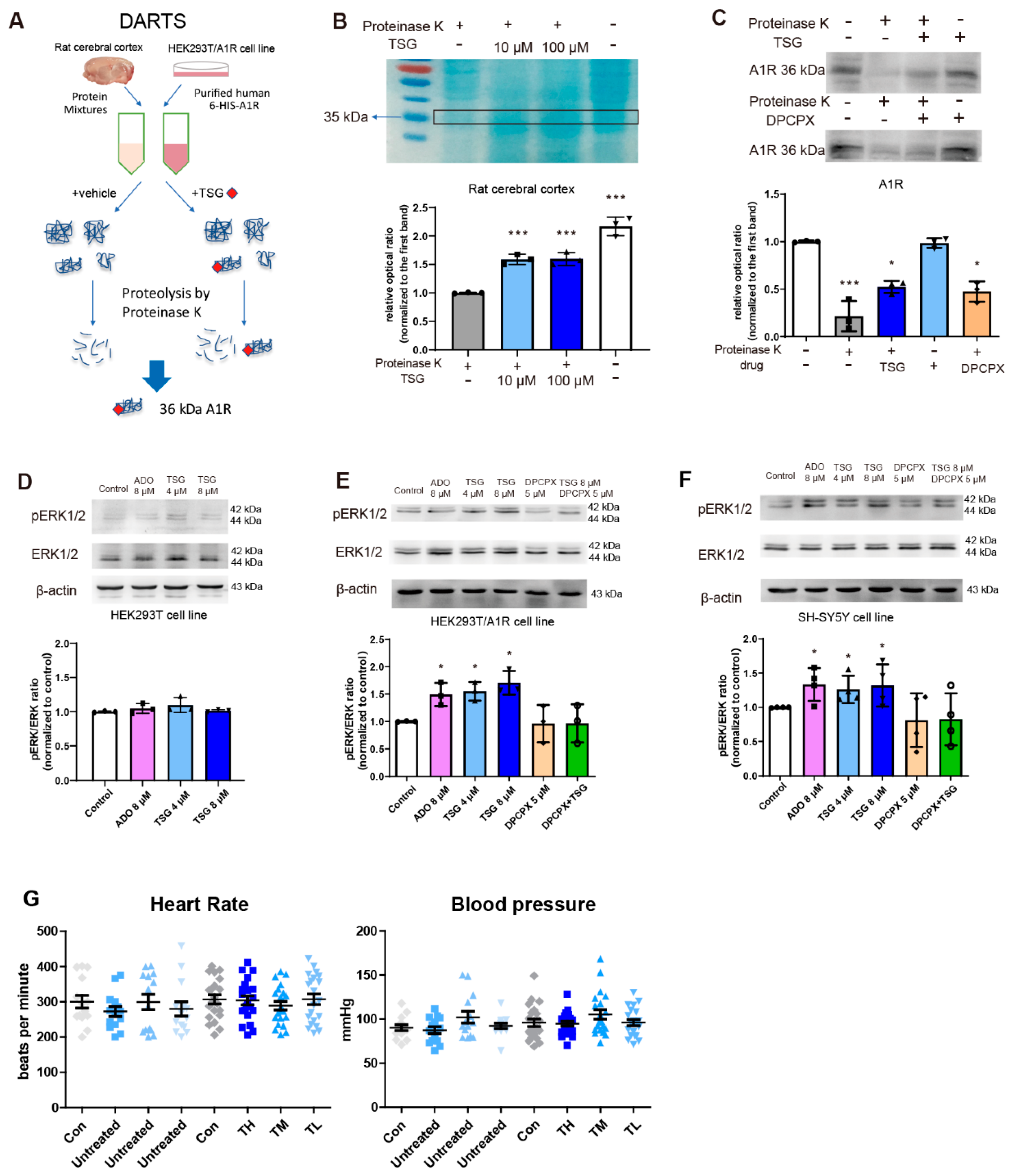 Antioxidants 10 01112 g006 Antioxidants 10 01112 g006