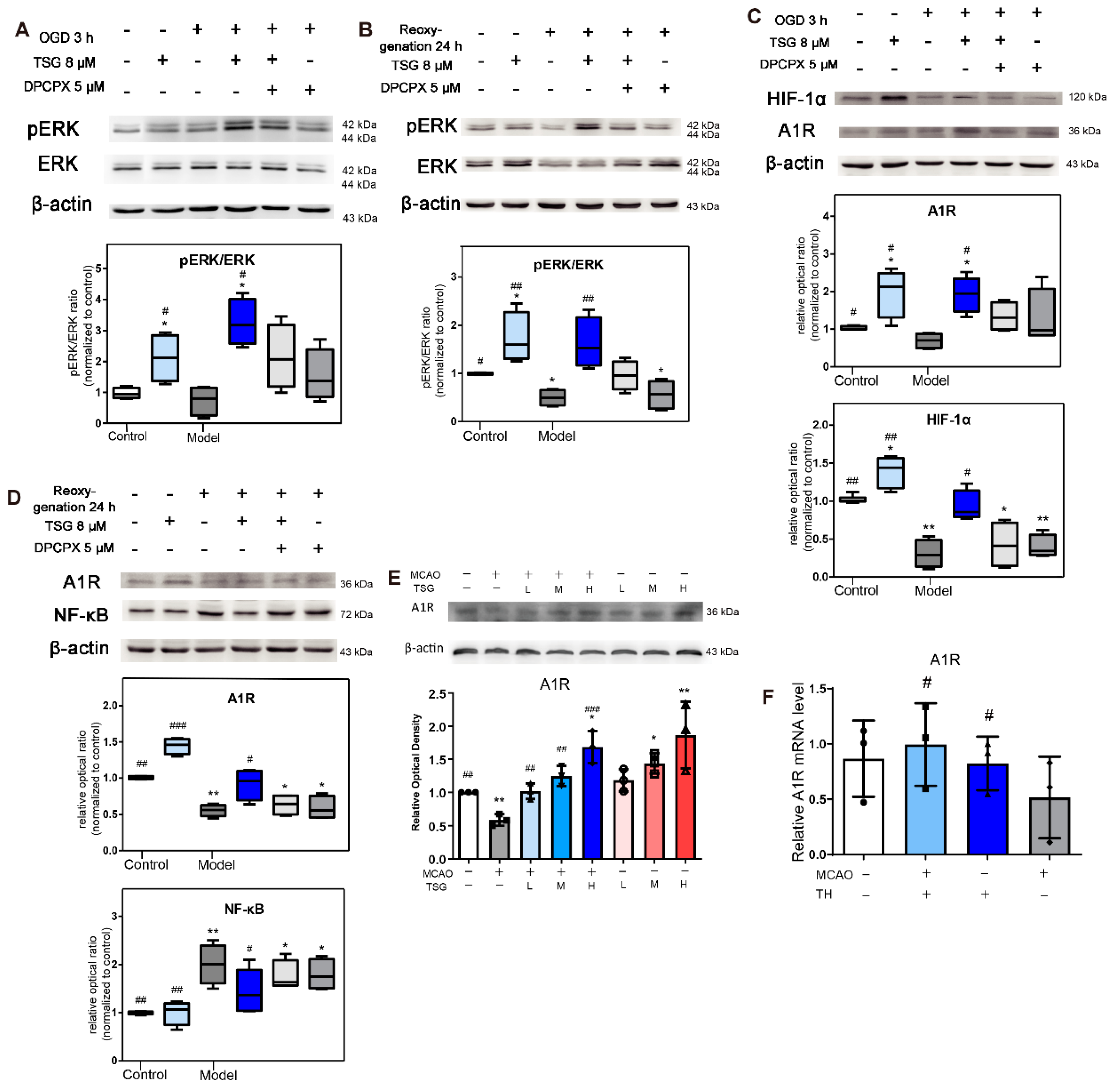 Antioxidants 10 01112 g007 Antioxidants 10 01112 g007