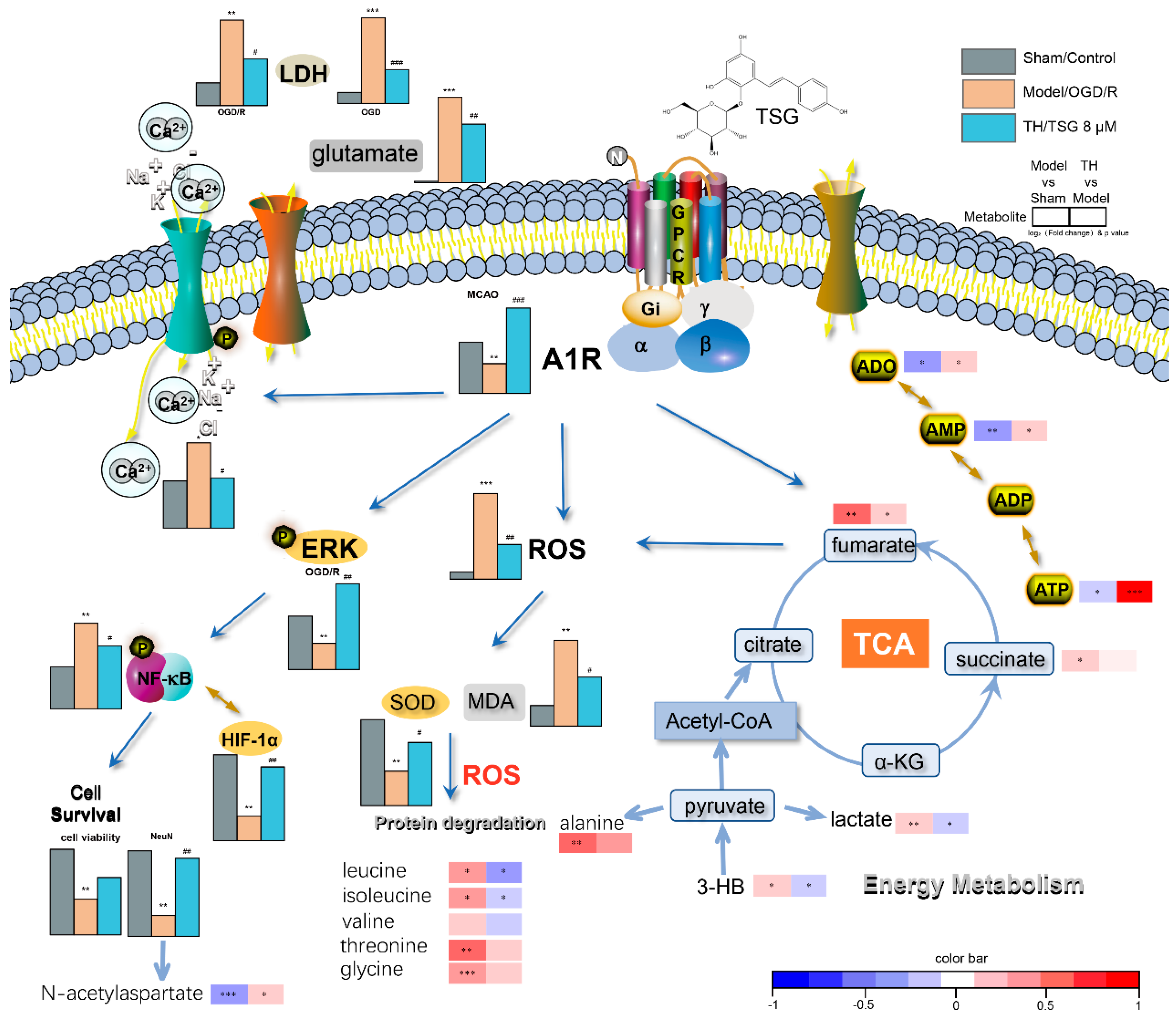 Antioxidants 10 01112 g008 Antioxidants 10 01112 g008
