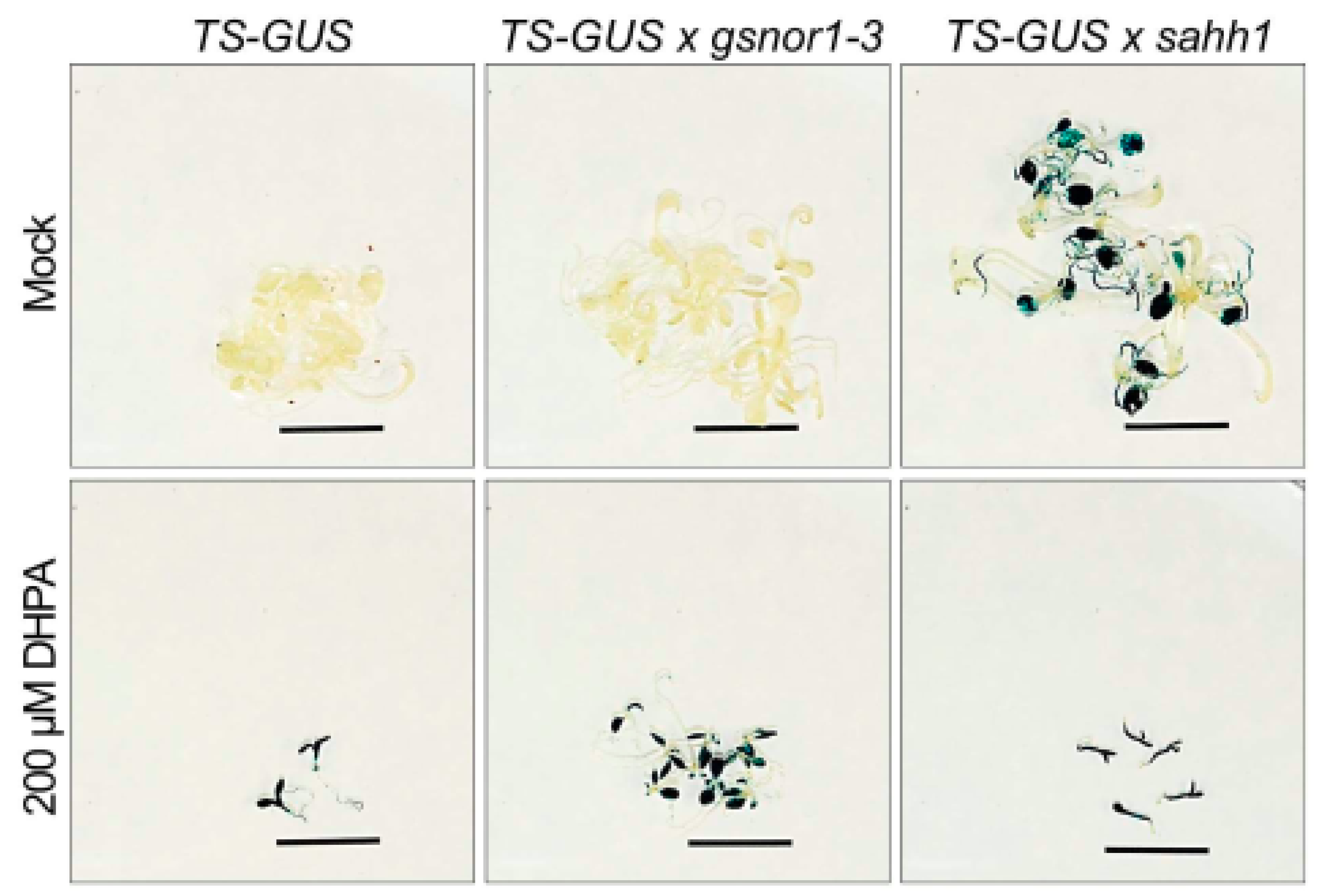 Antioxidants 10 01128 g003
