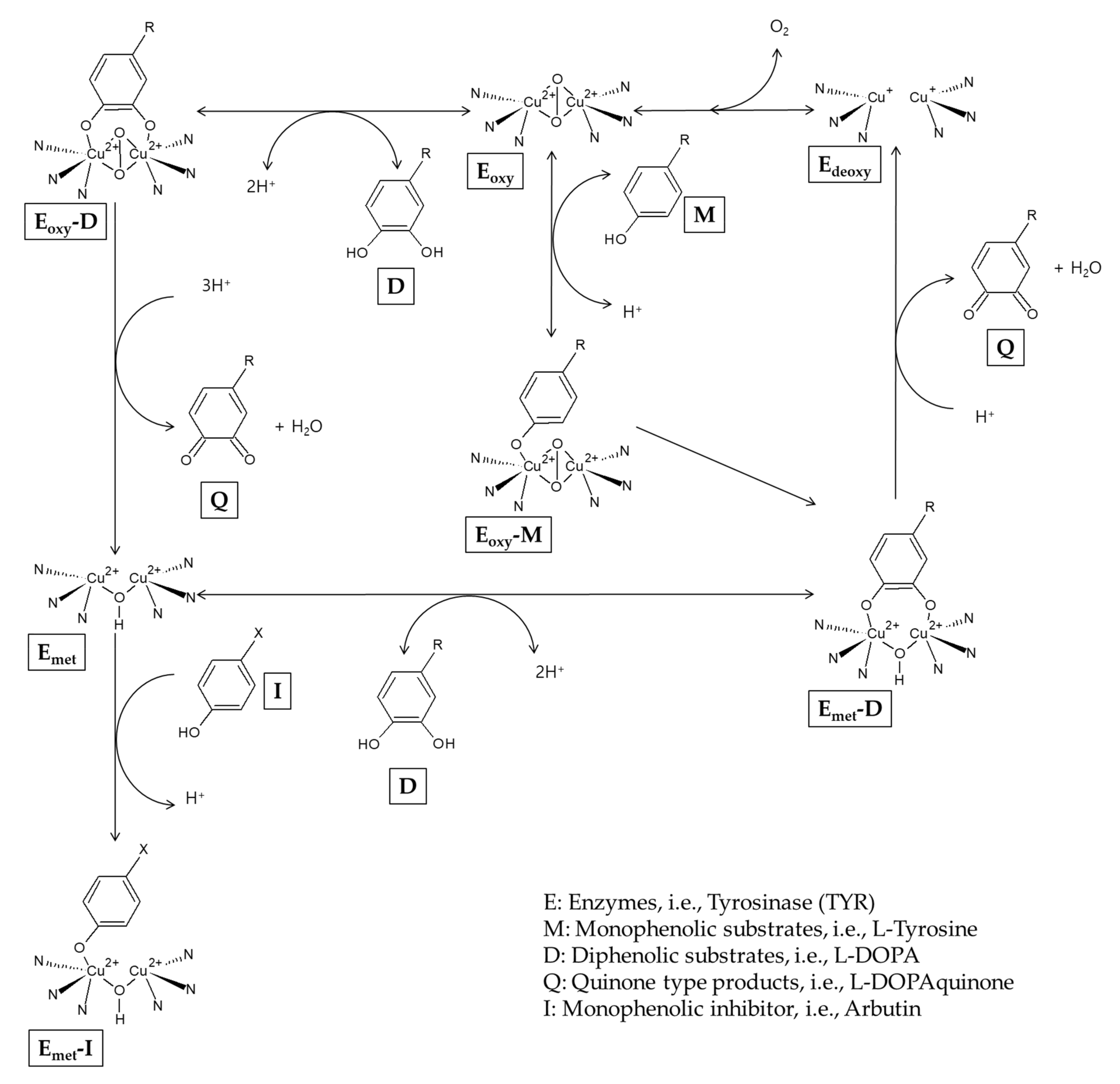 Antioxidants 10 01129 g002