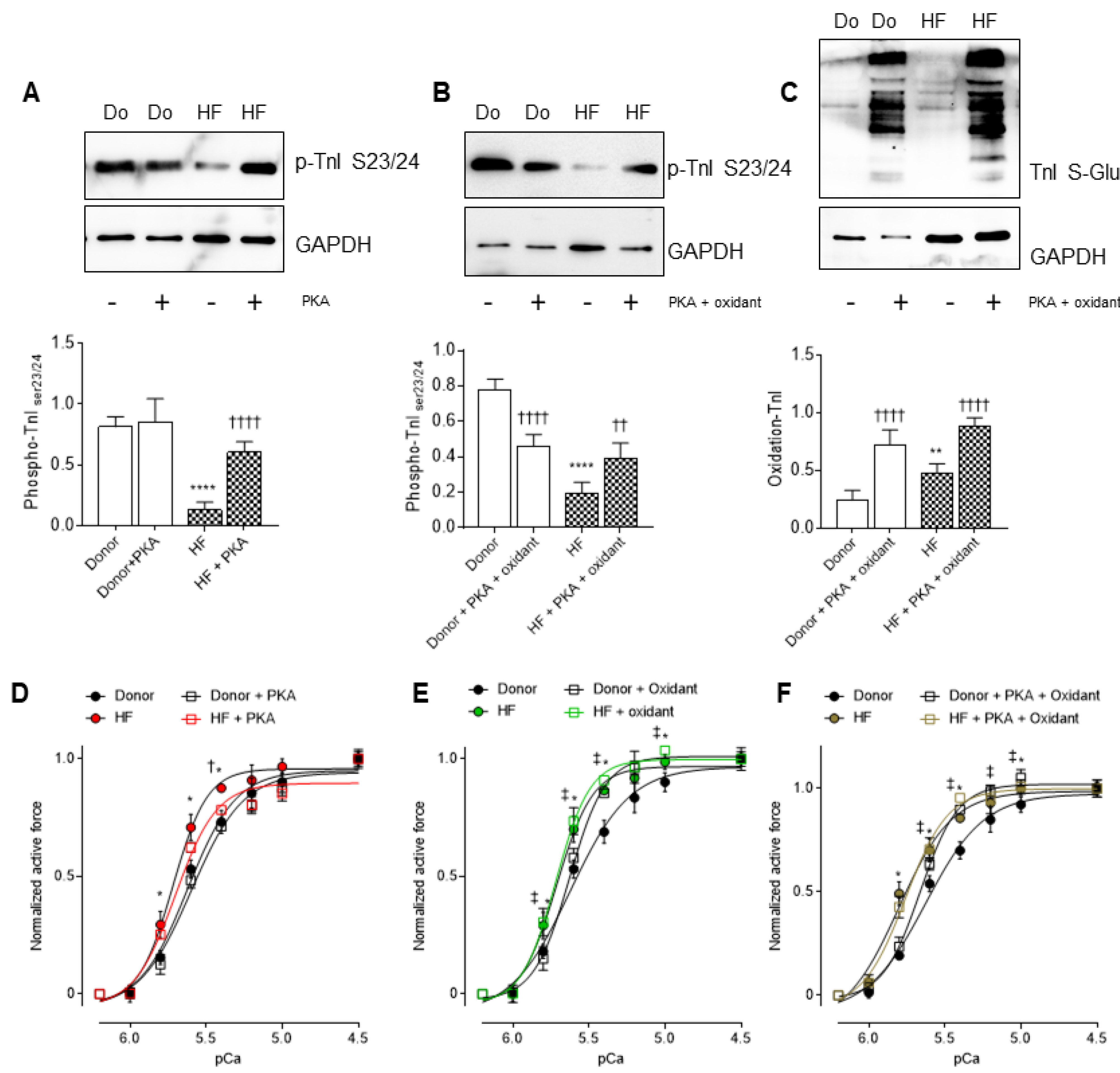 Antioxidants 10 01134 g007