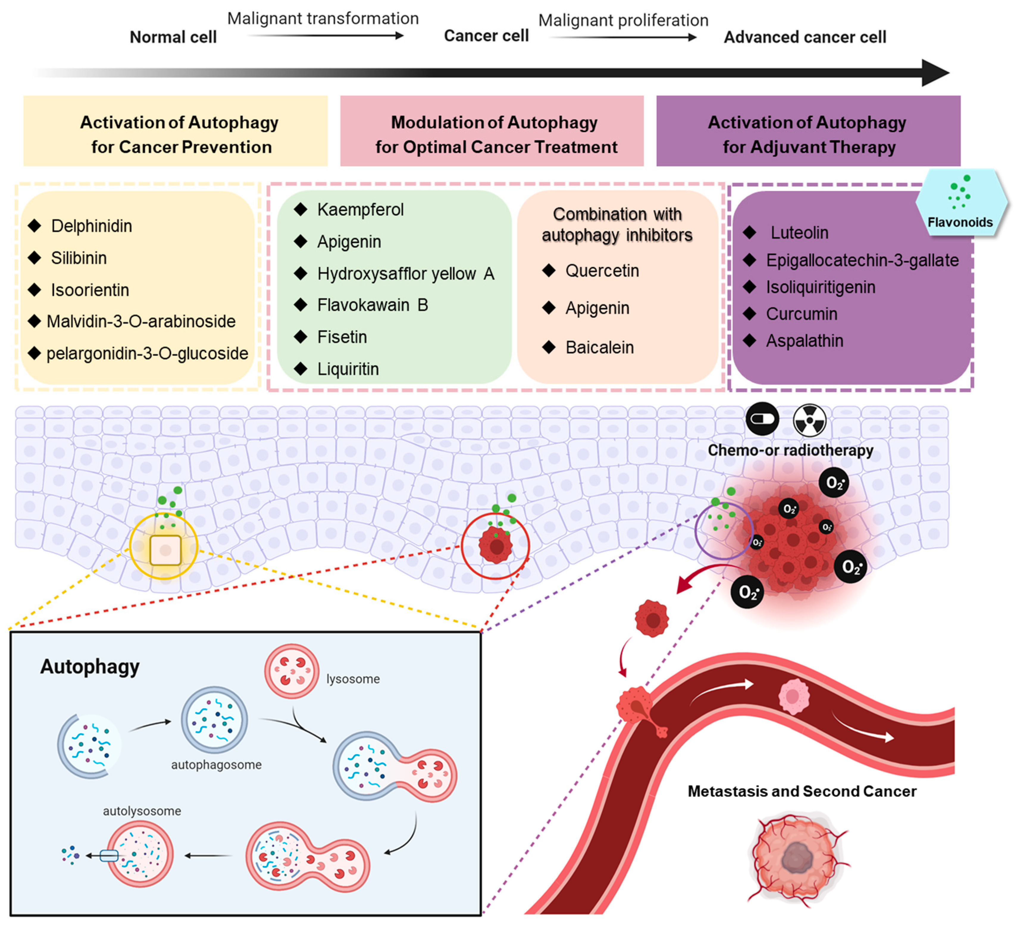 Antioxidants 10 01138 g002