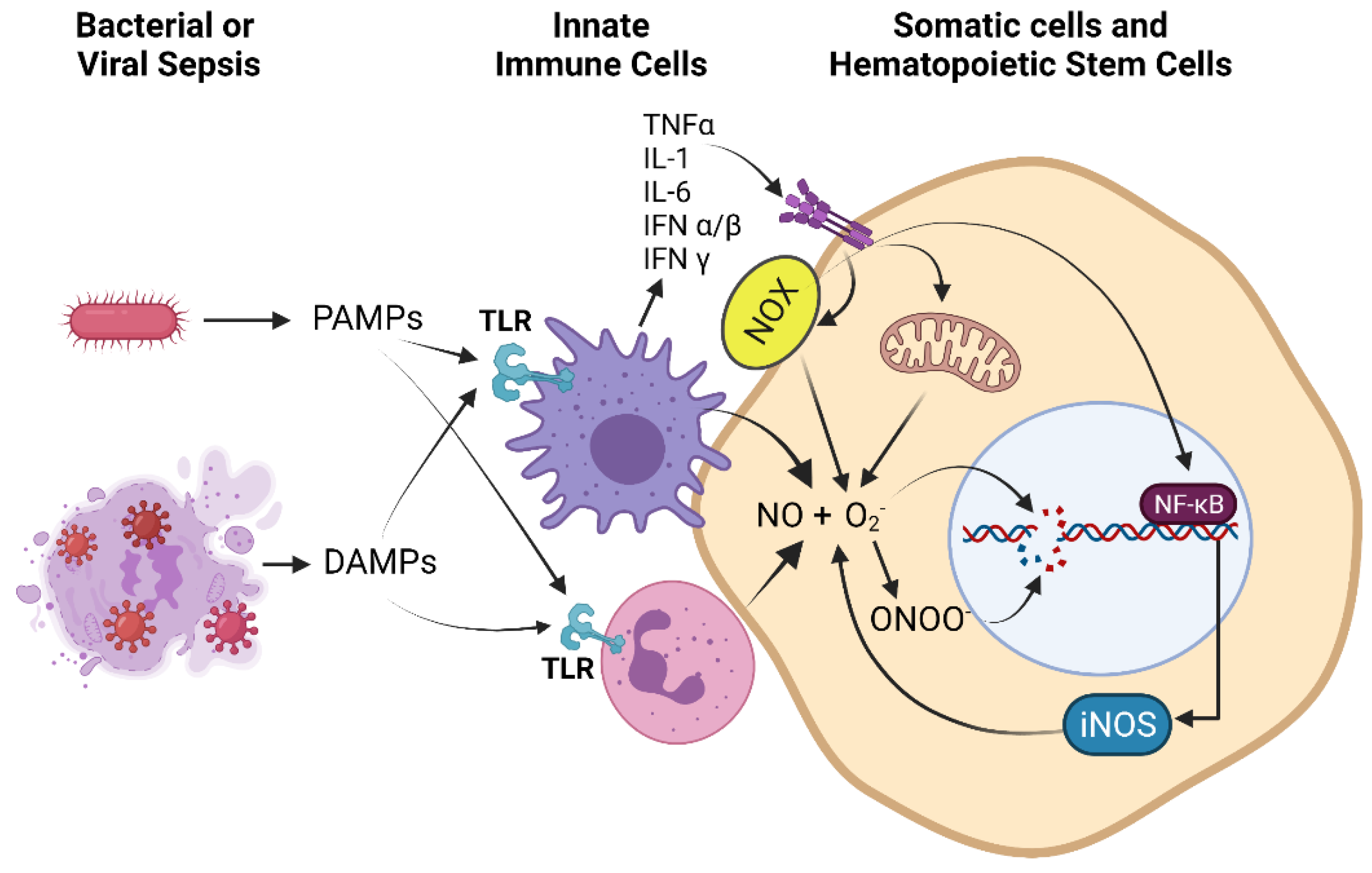 Antioxidants 10 01146 g001