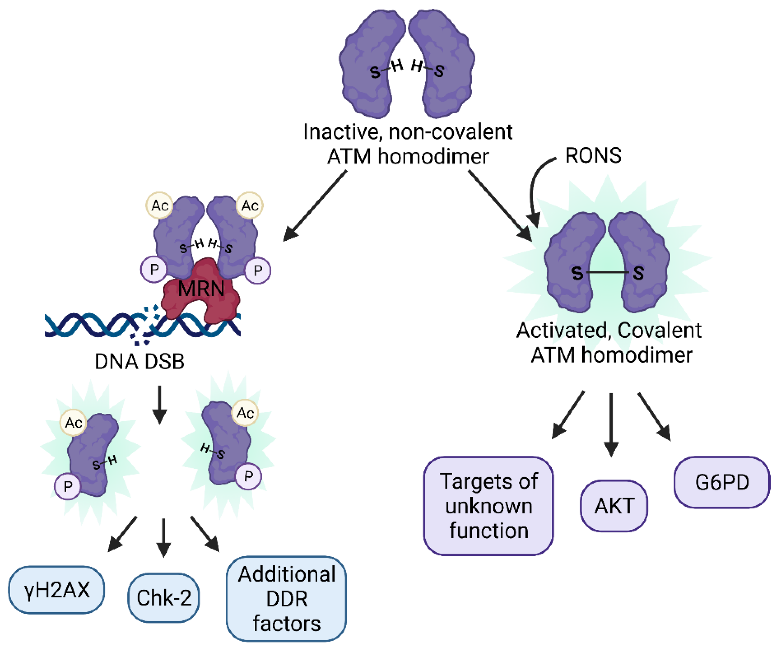 Antioxidants 10 01146 g002