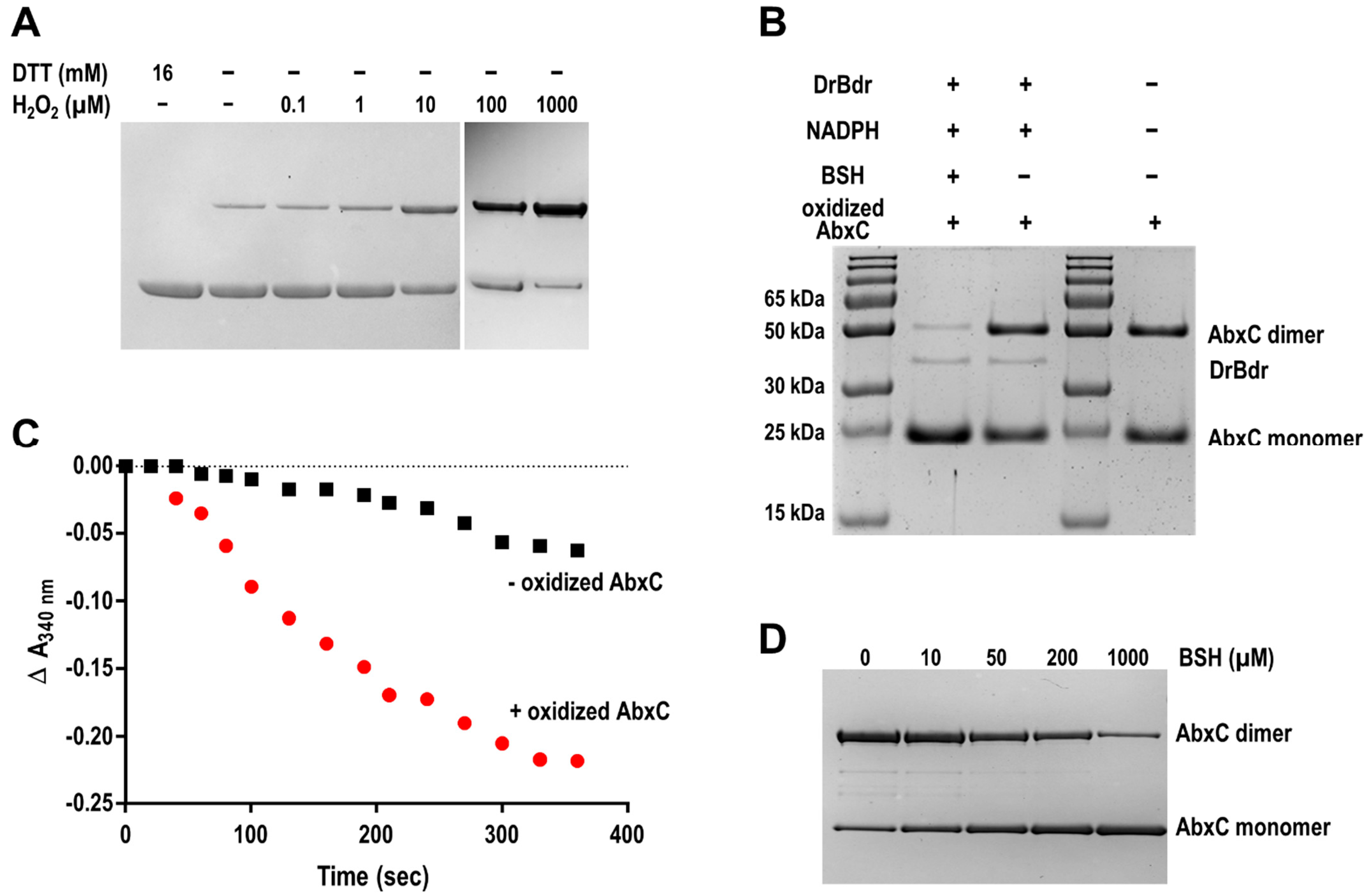 Antioxidants 10 01148 g005