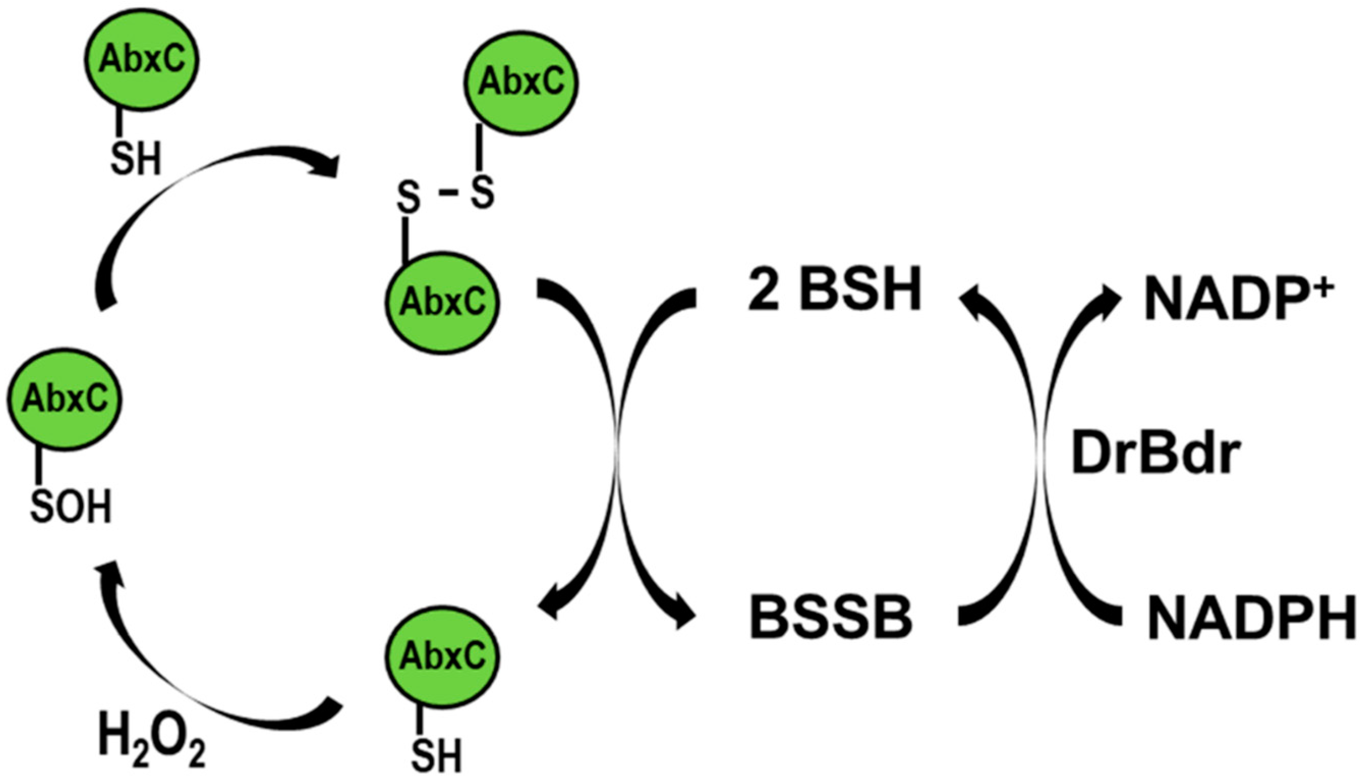 Antioxidants 10 01148 g008