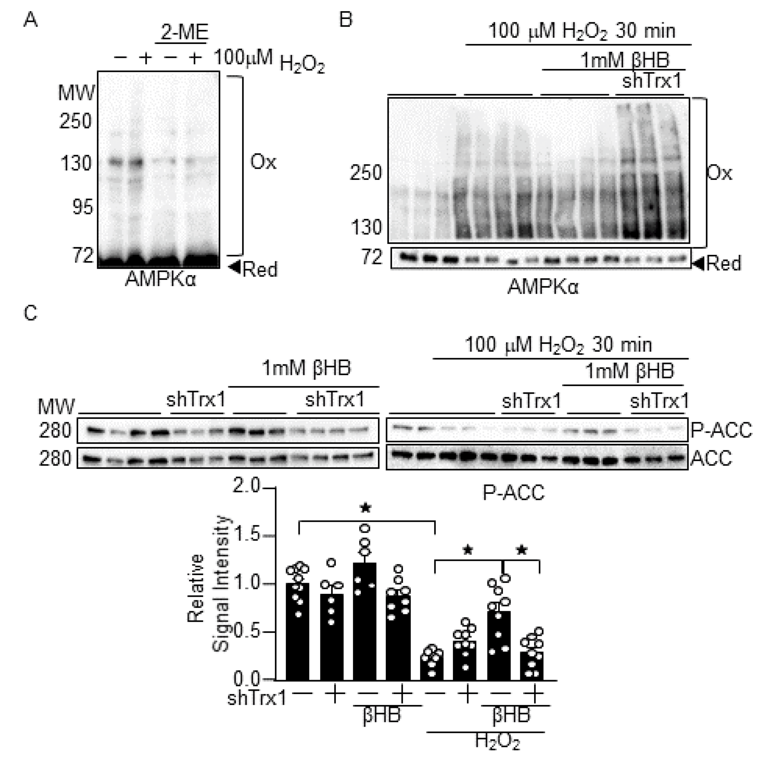 Antioxidants 10 01153 g004