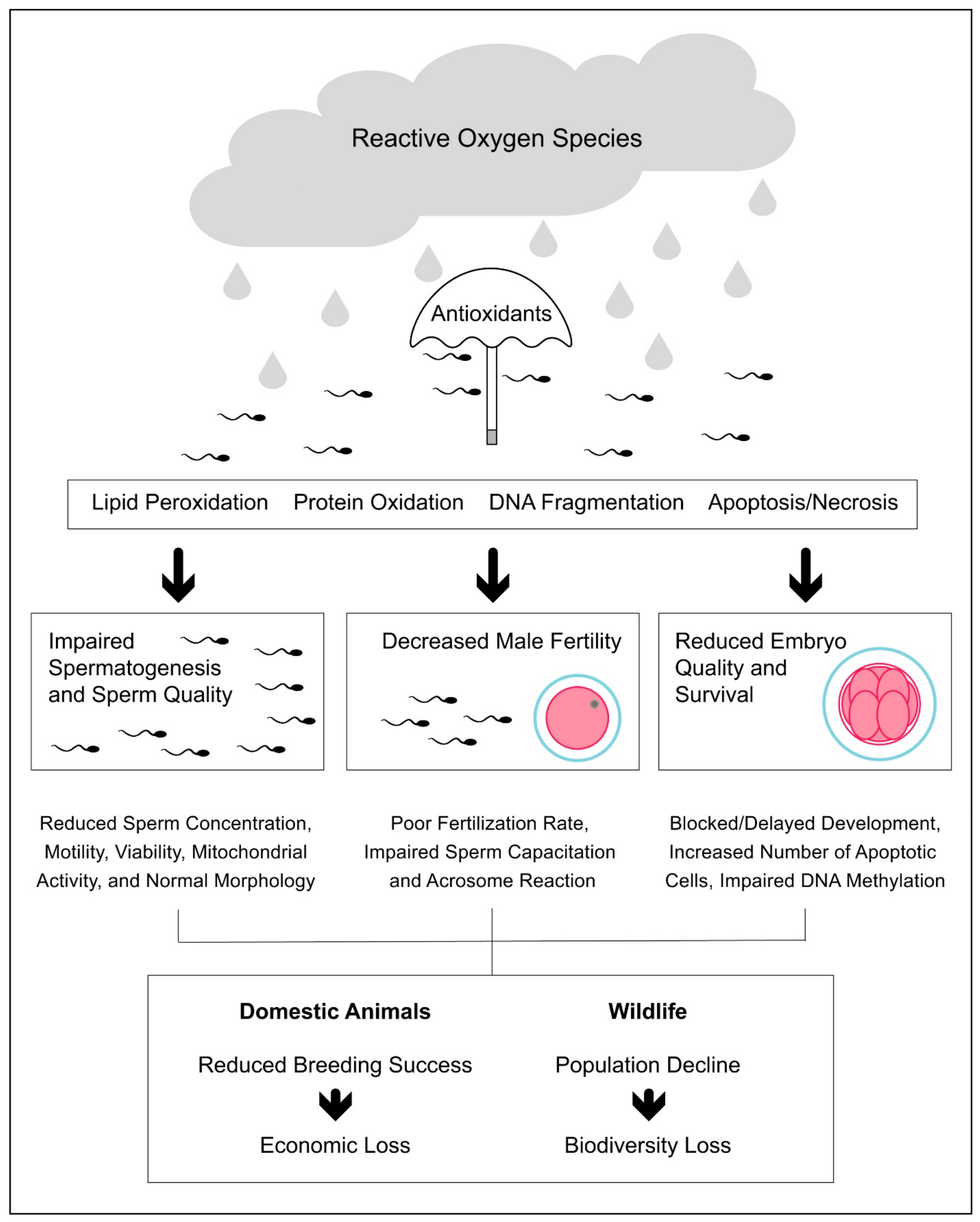 Antioxidants 10 01154 g001