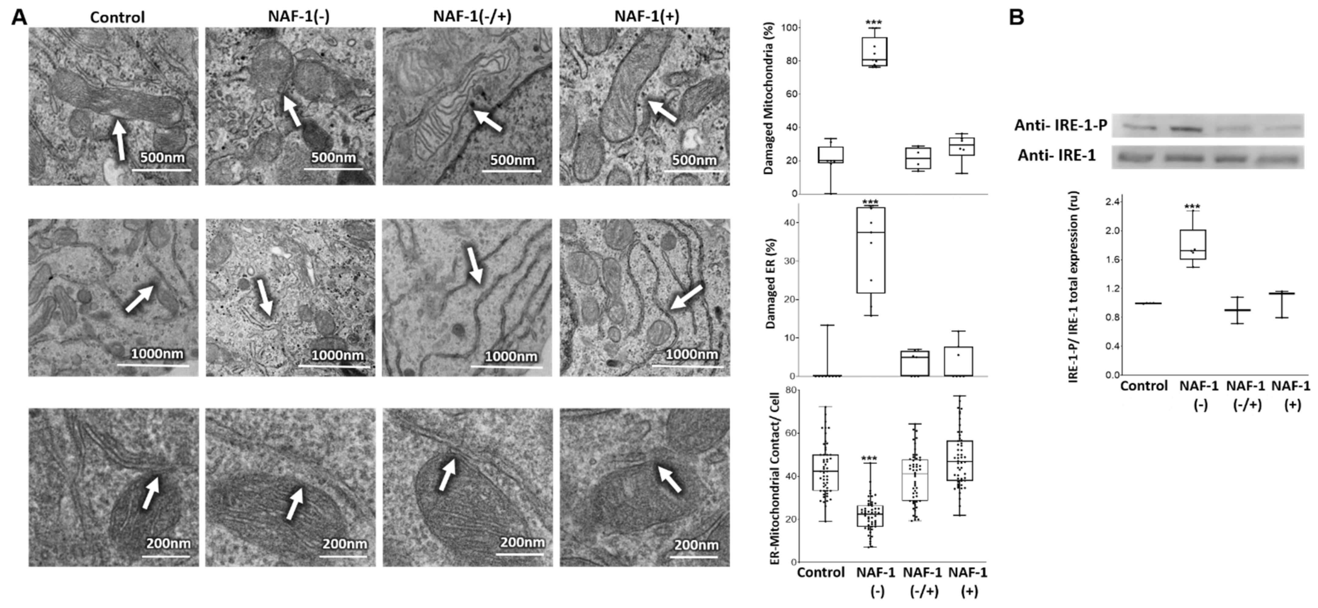 Antioxidants 10 01160 g002