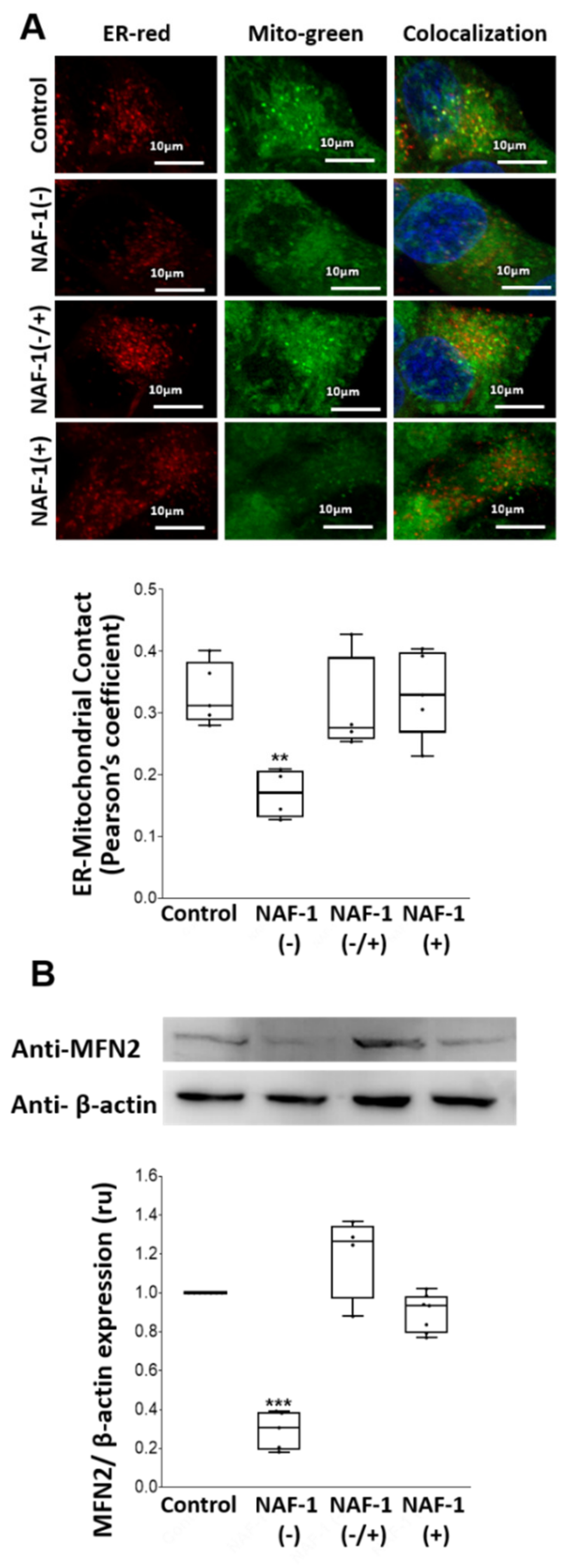 Antioxidants 10 01160 g003