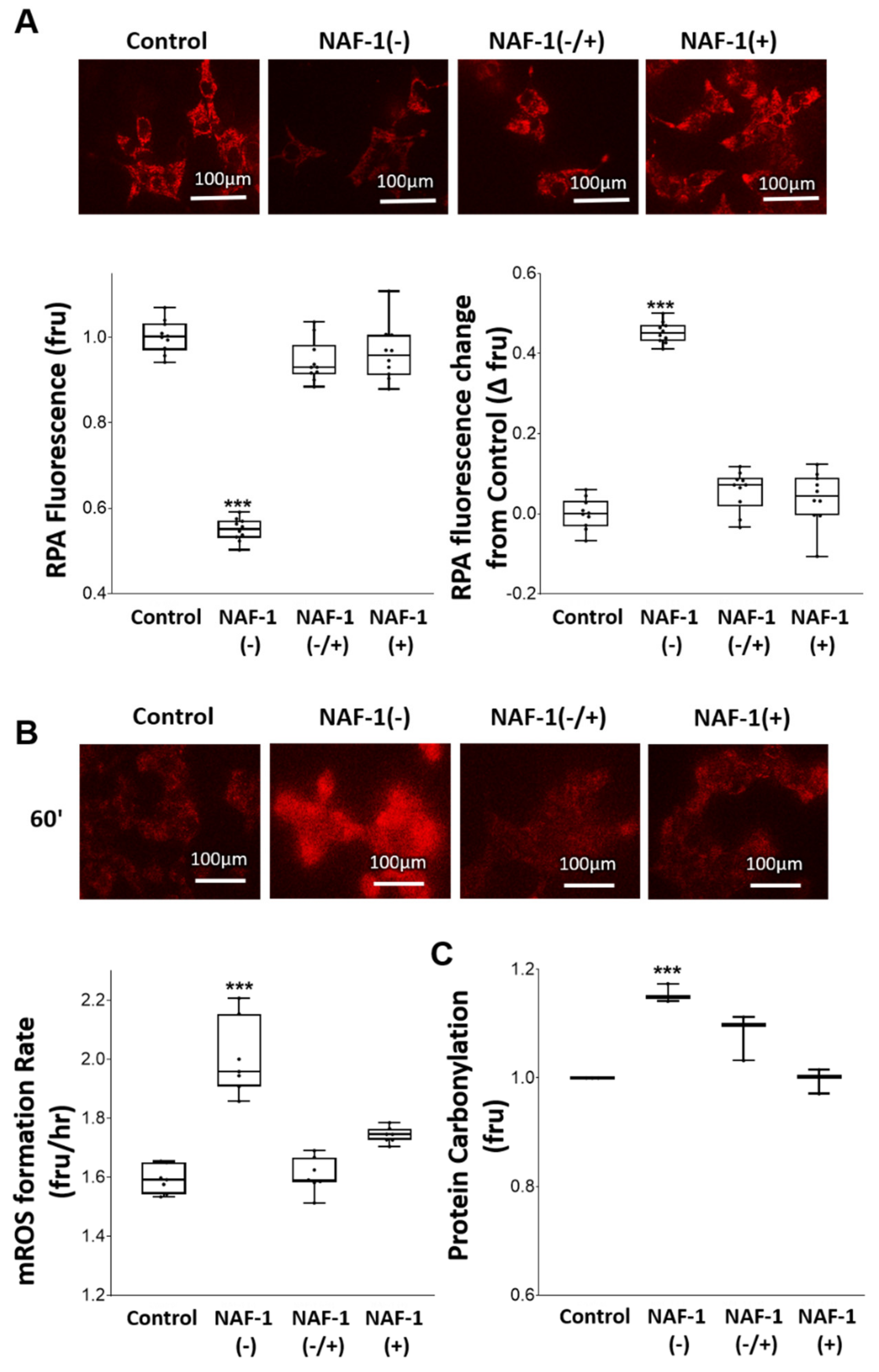 Antioxidants 10 01160 g005