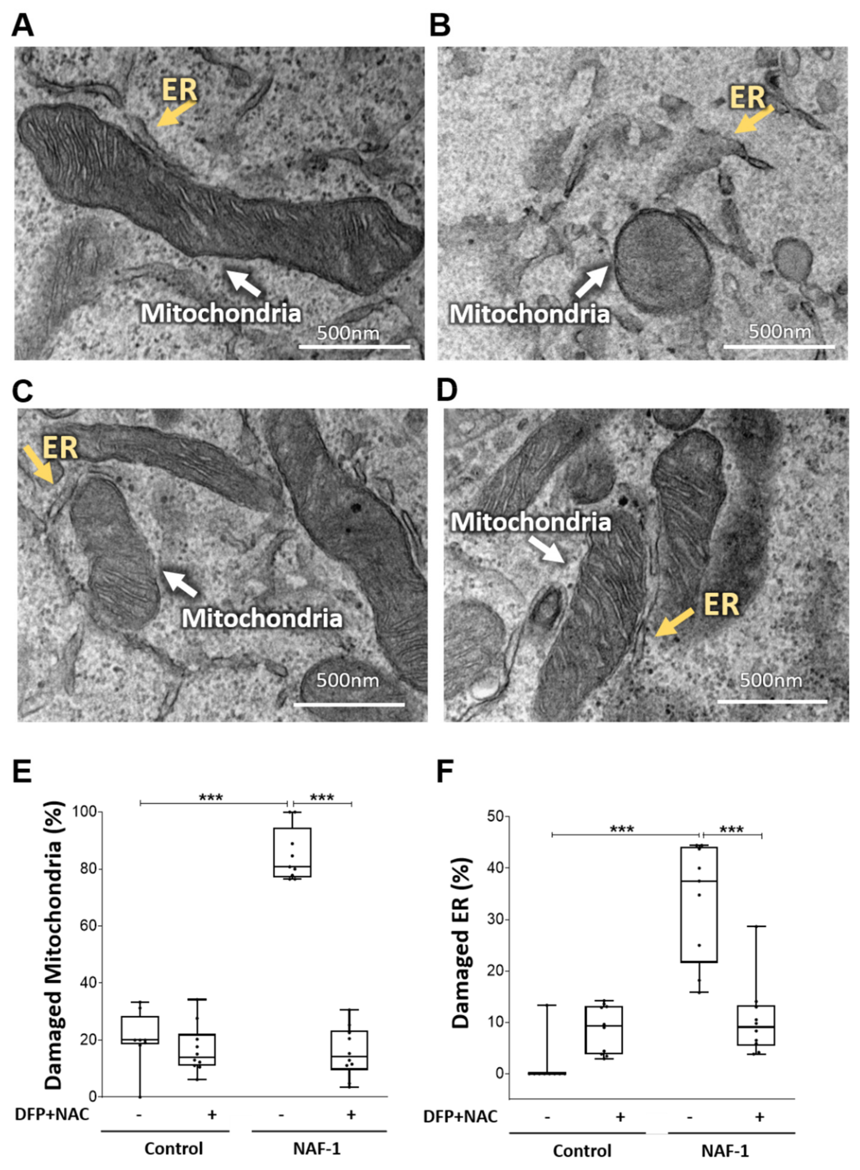 Antioxidants 10 01160 g007