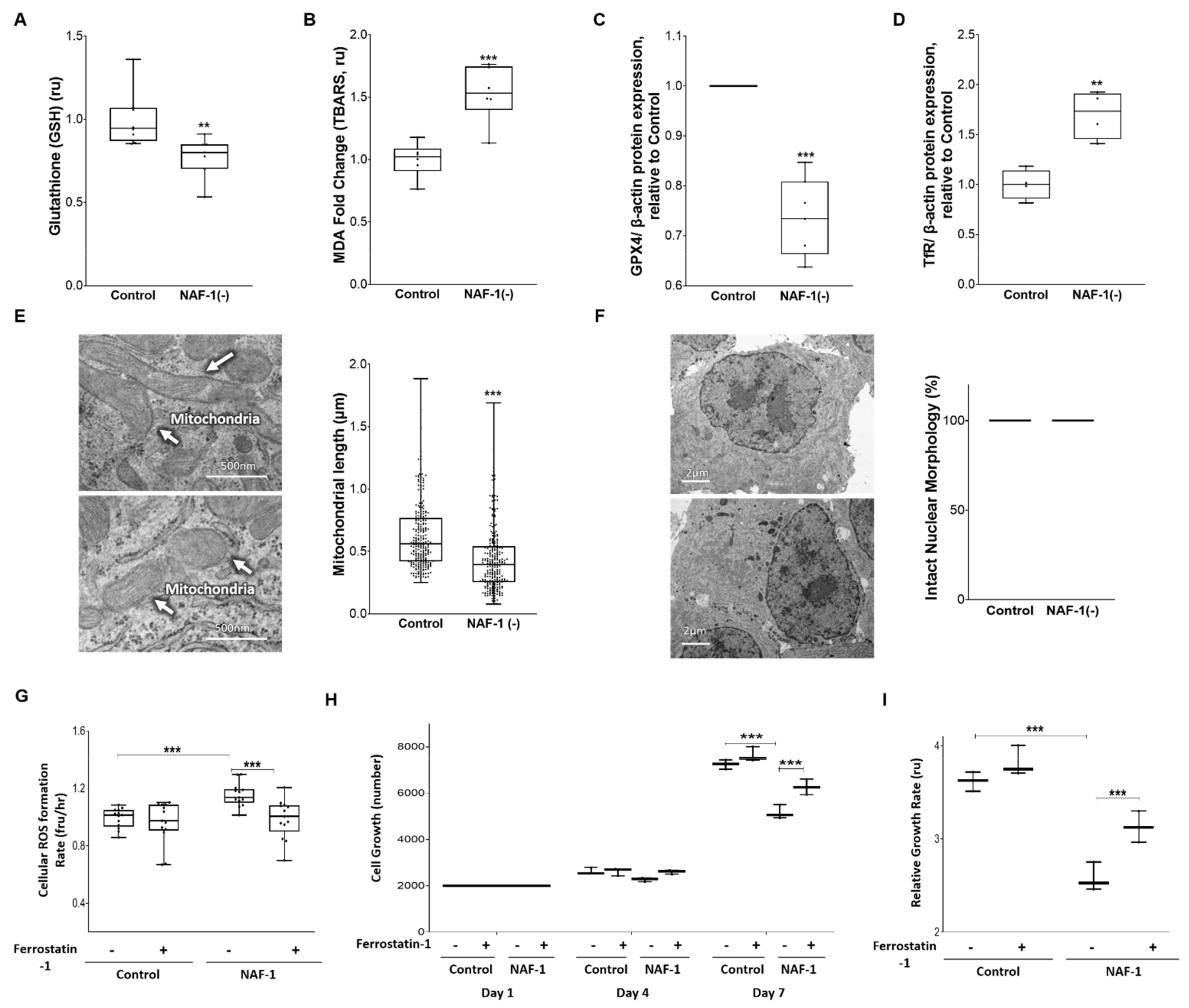 Antioxidants 10 01160 g008