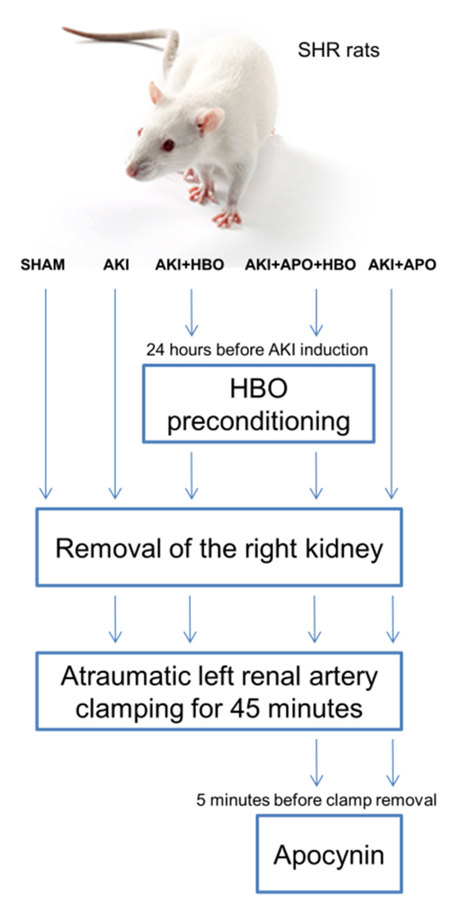 Antioxidants 10 01163 g001