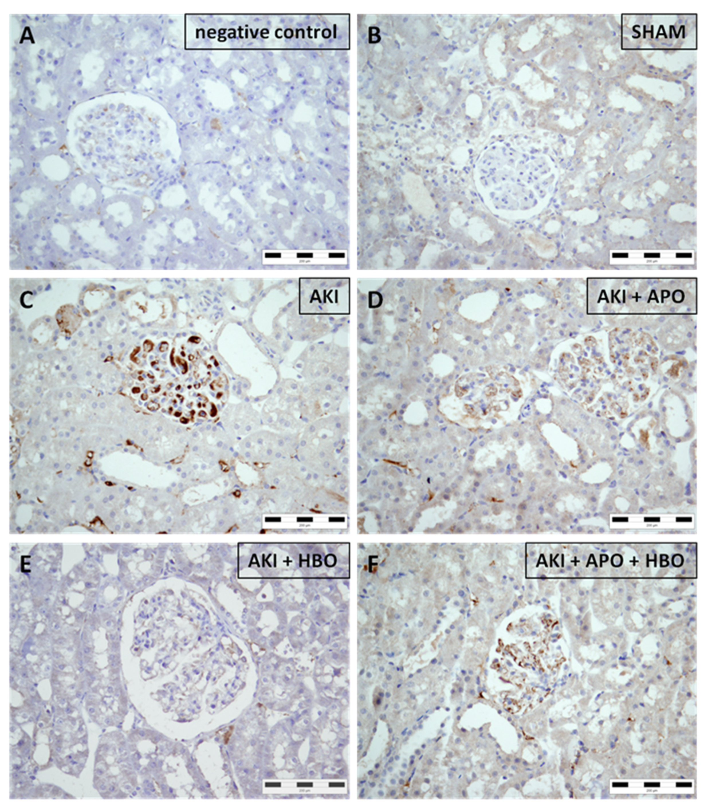 Antioxidants 10 01163 g004