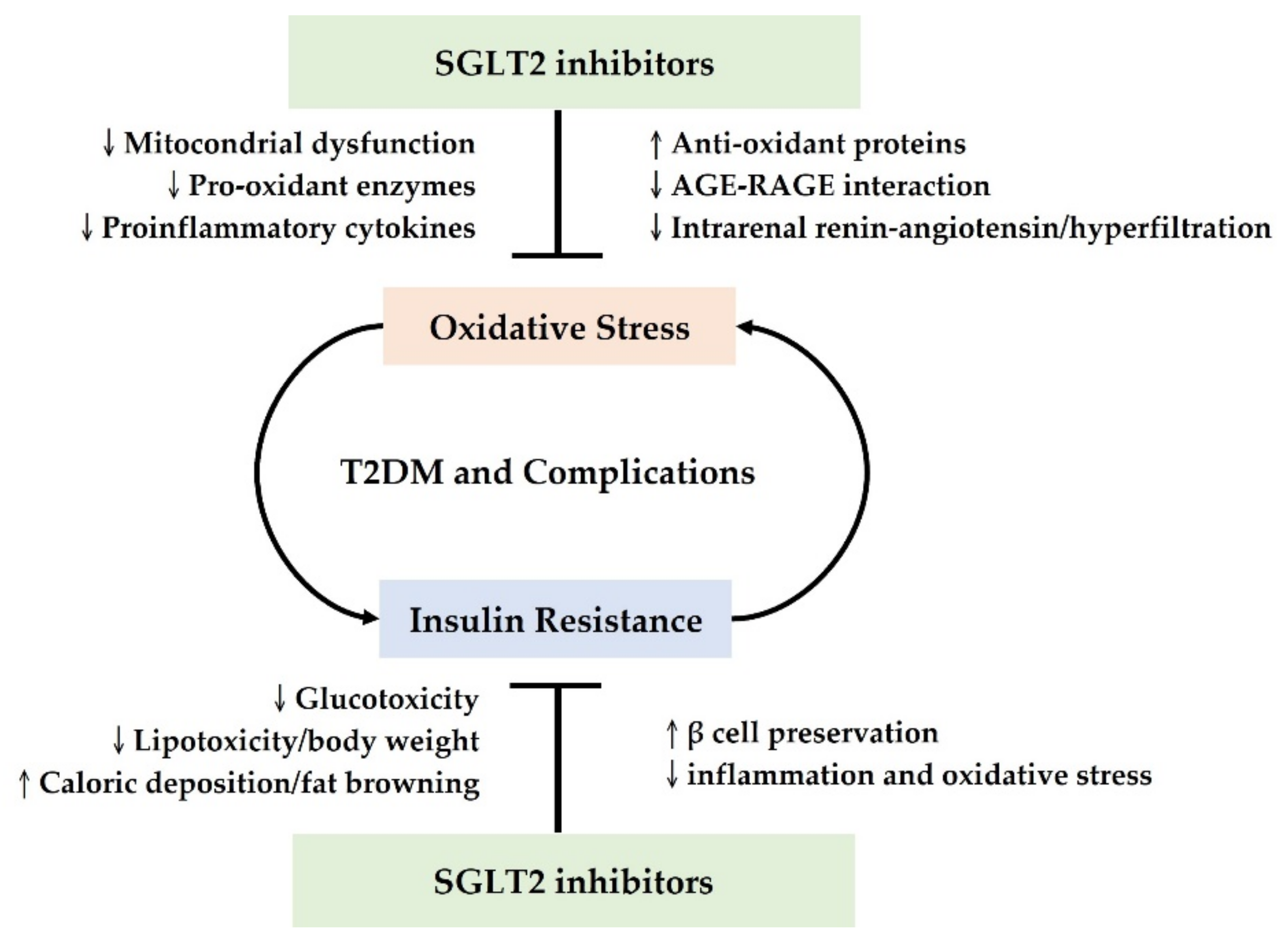 Antioxidants 10 01166 g002