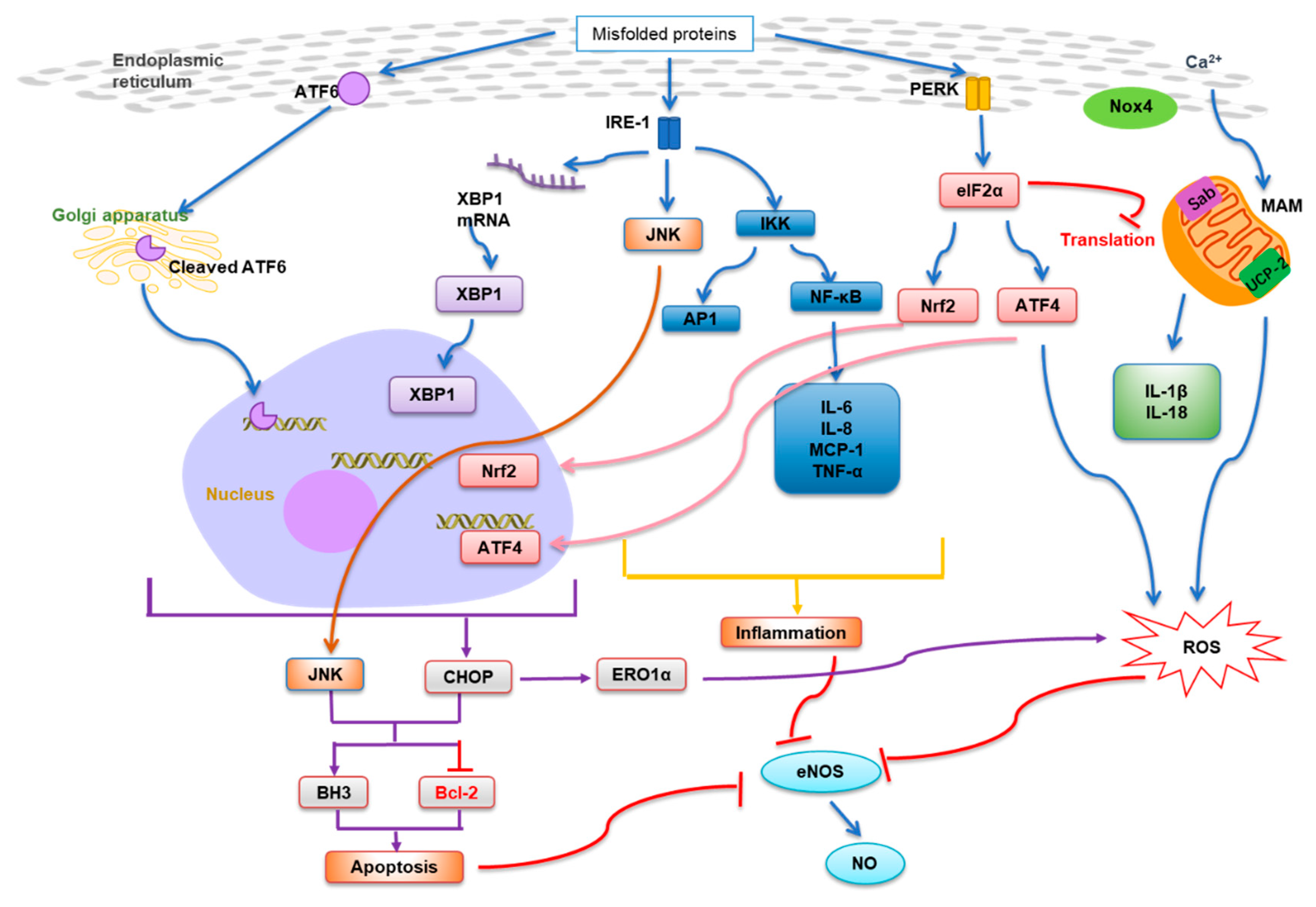 Antioxidants 10 01167 g001