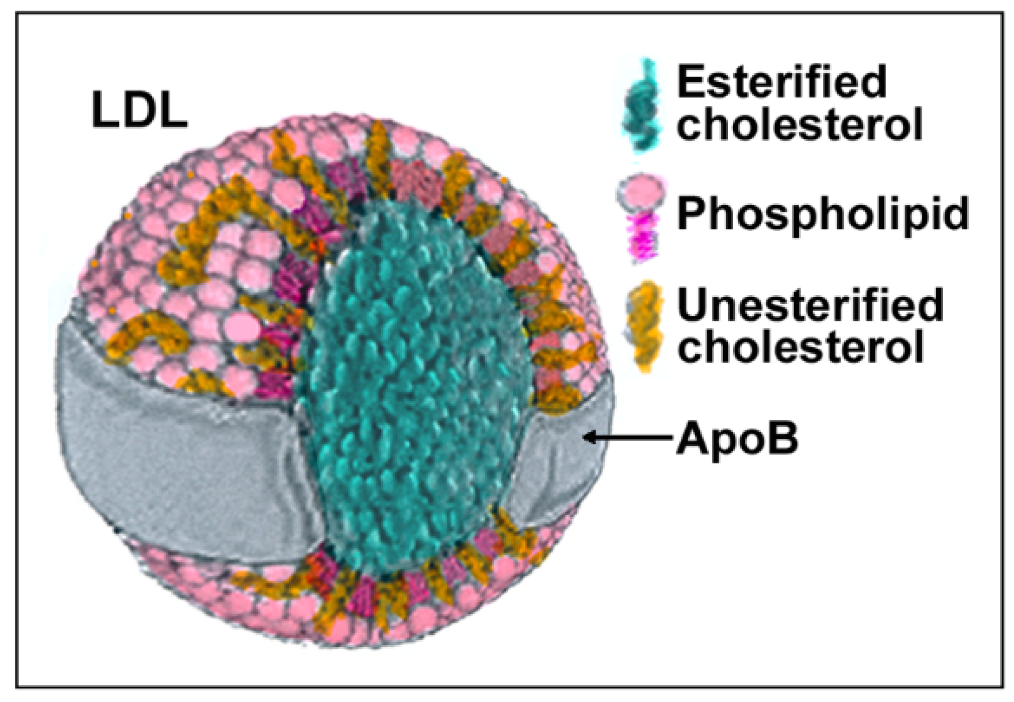 Antioxidants 10 01184 g001 Antioxidants 10 01184 g001
