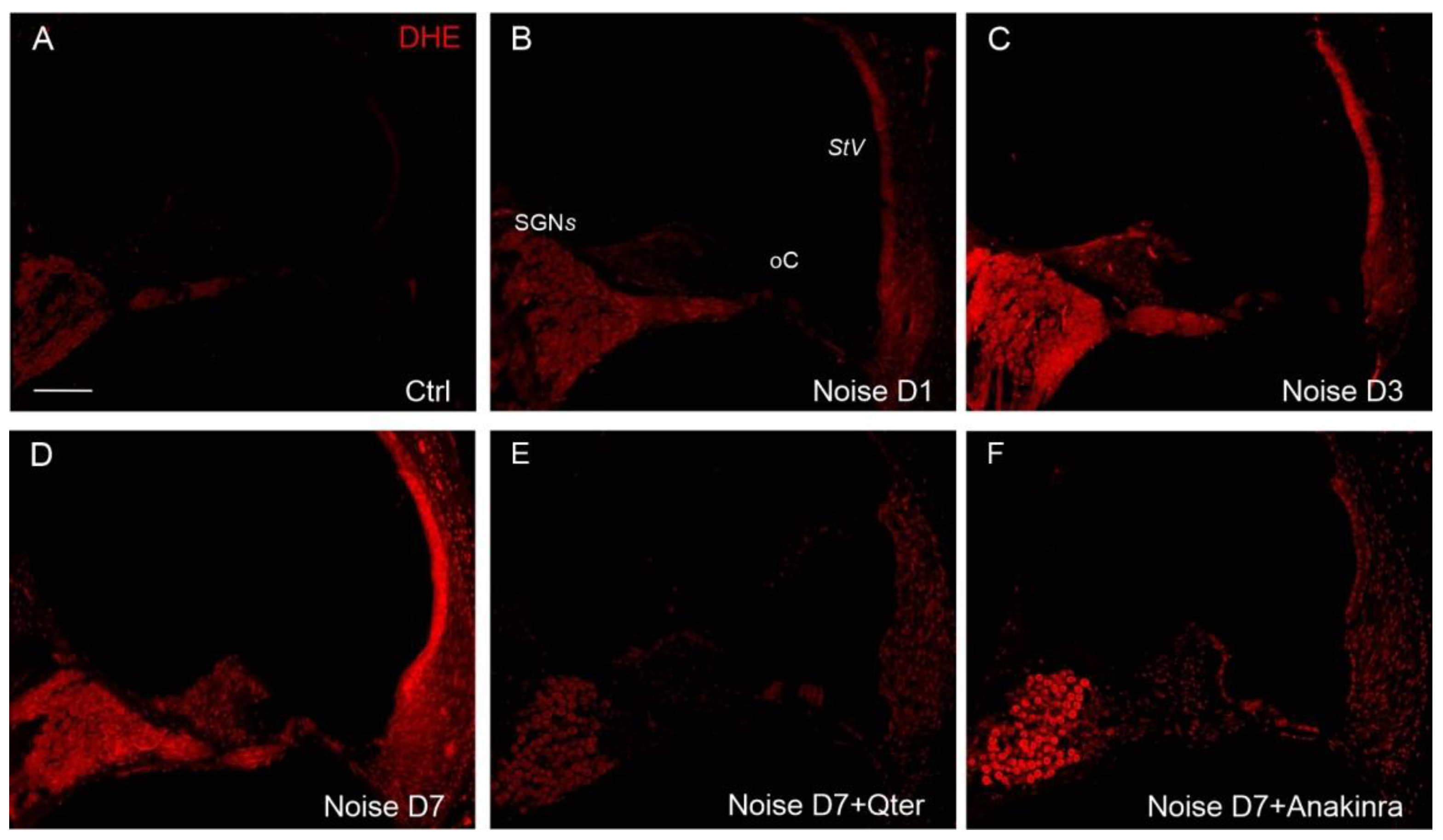 Antioxidants 10 01188 g007