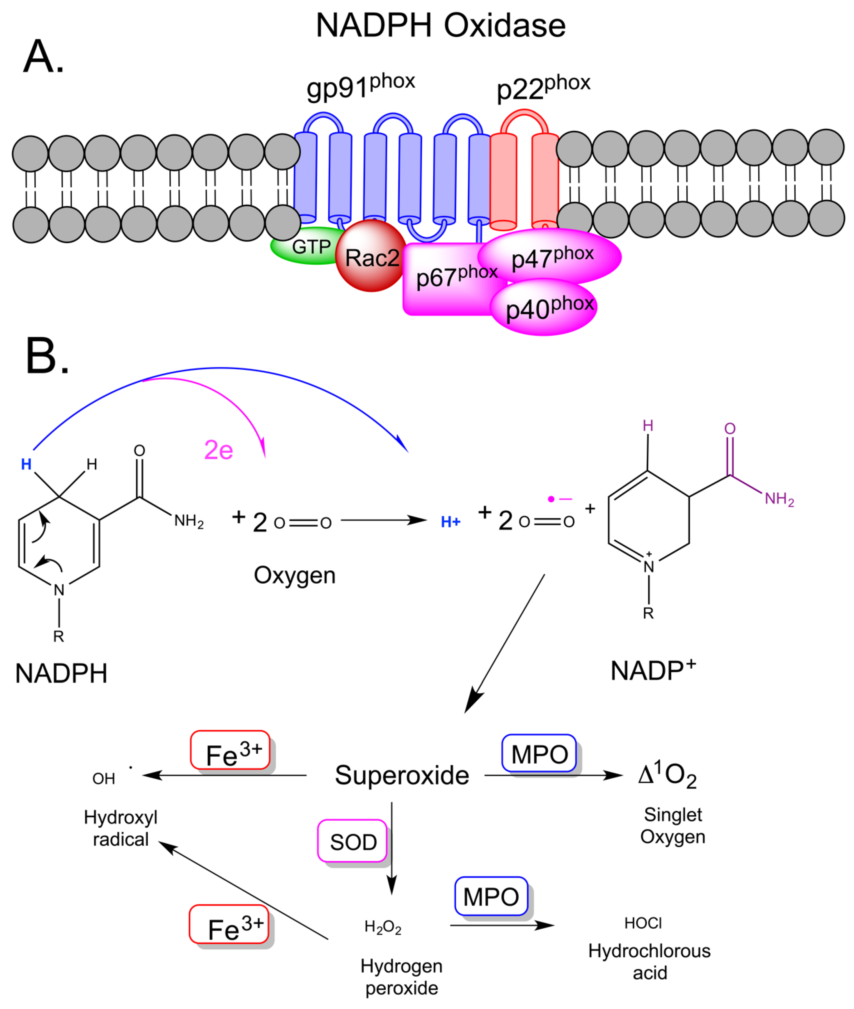 Antioxidants 10 01192 g001