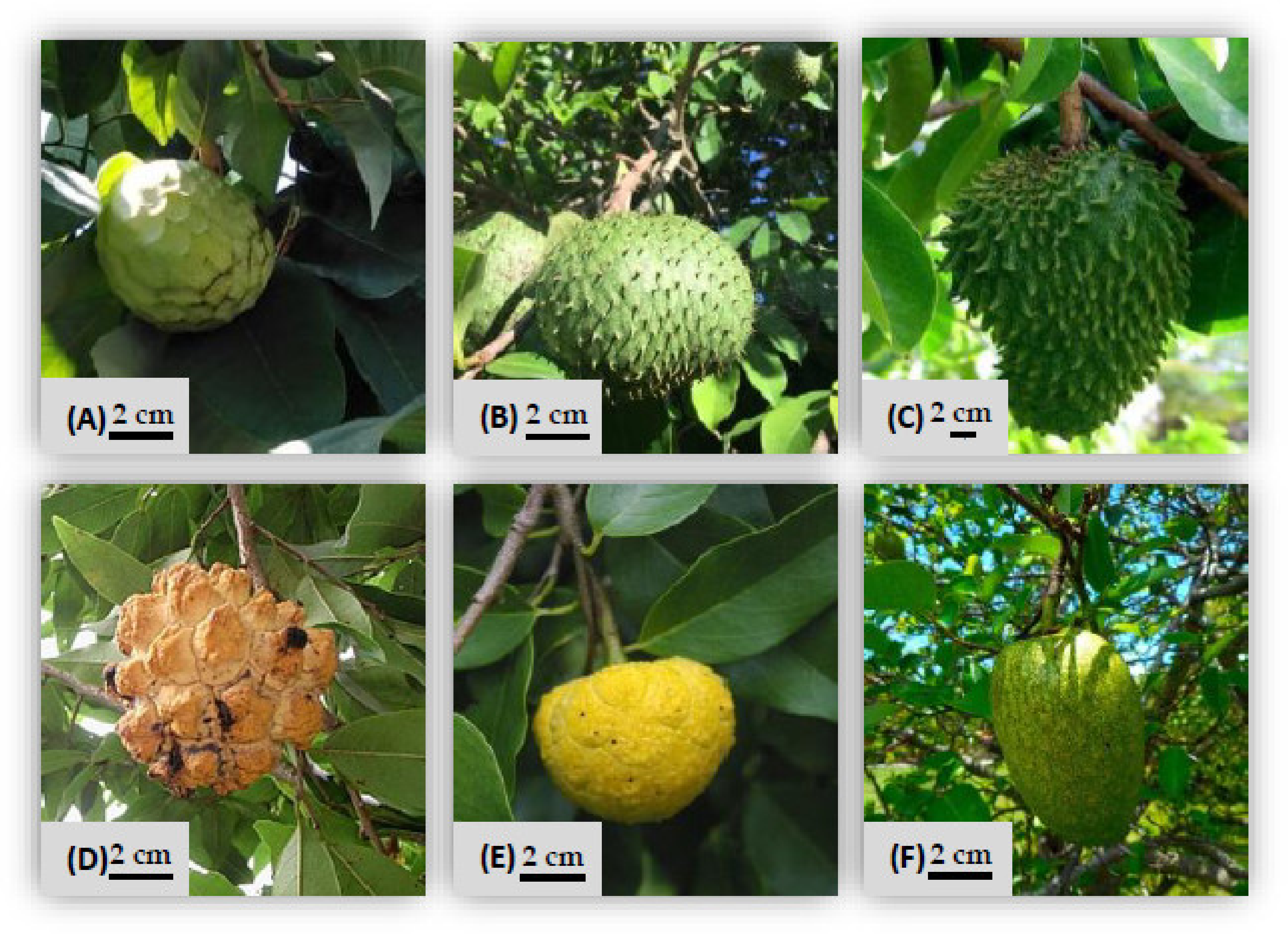 Antioxidants 10 01196 g001