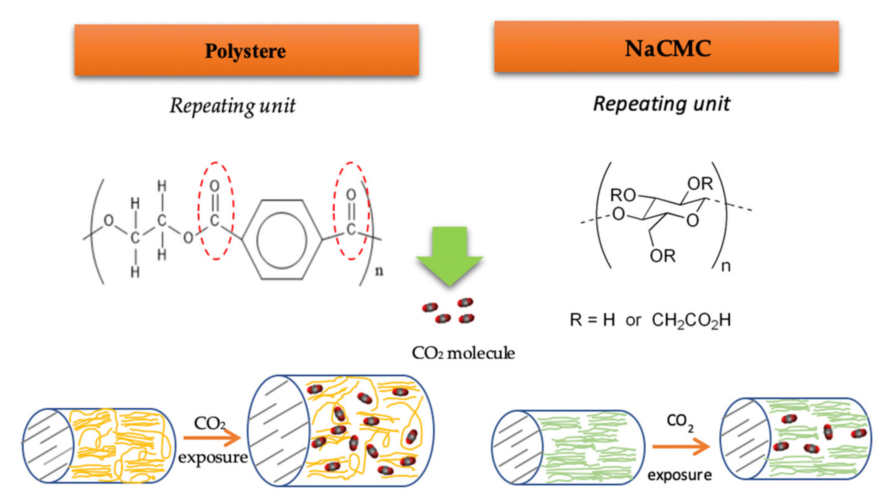 Antioxidants 10 01196 g005