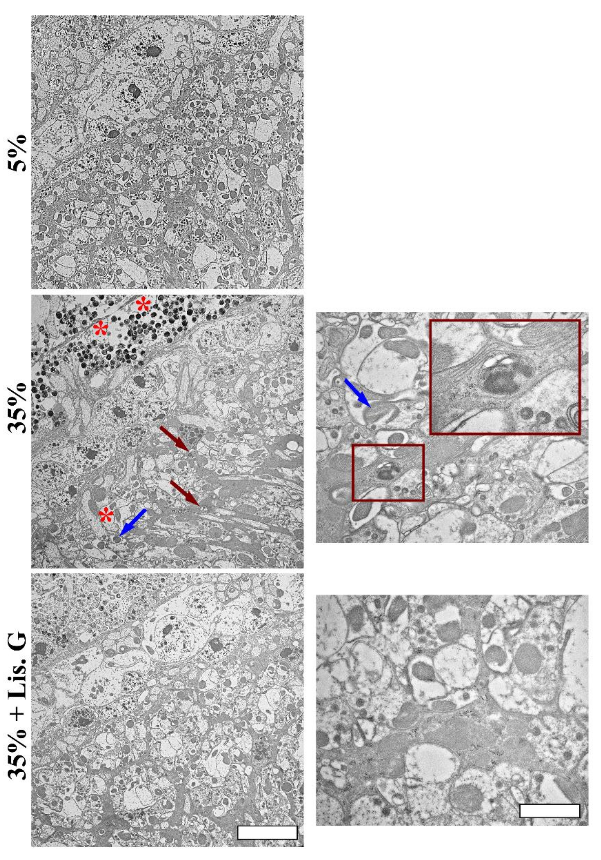 Antioxidants 10 01197 g007 Antioxidants 10 01197 g007