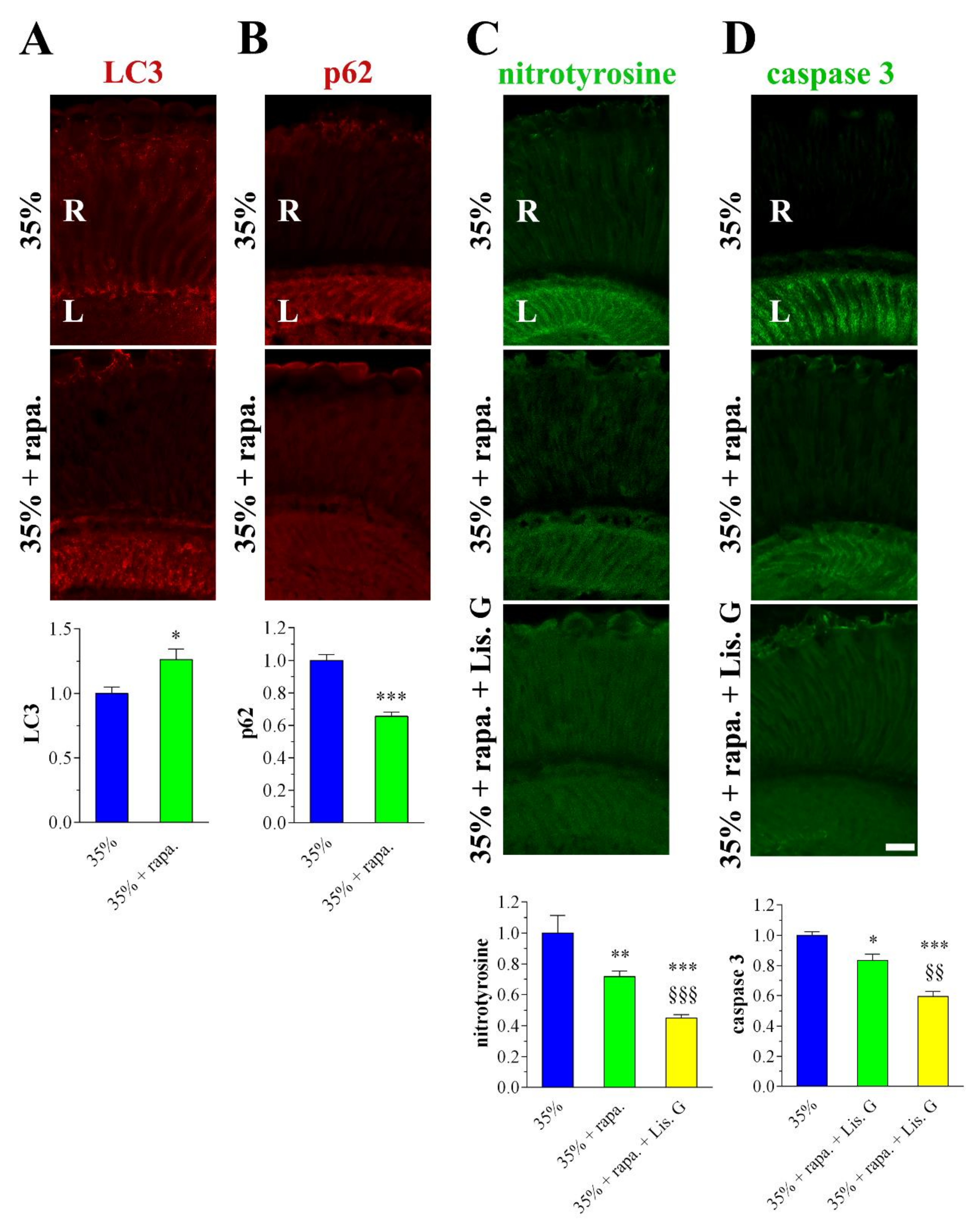 Antioxidants 10 01197 g008 Antioxidants 10 01197 g008
