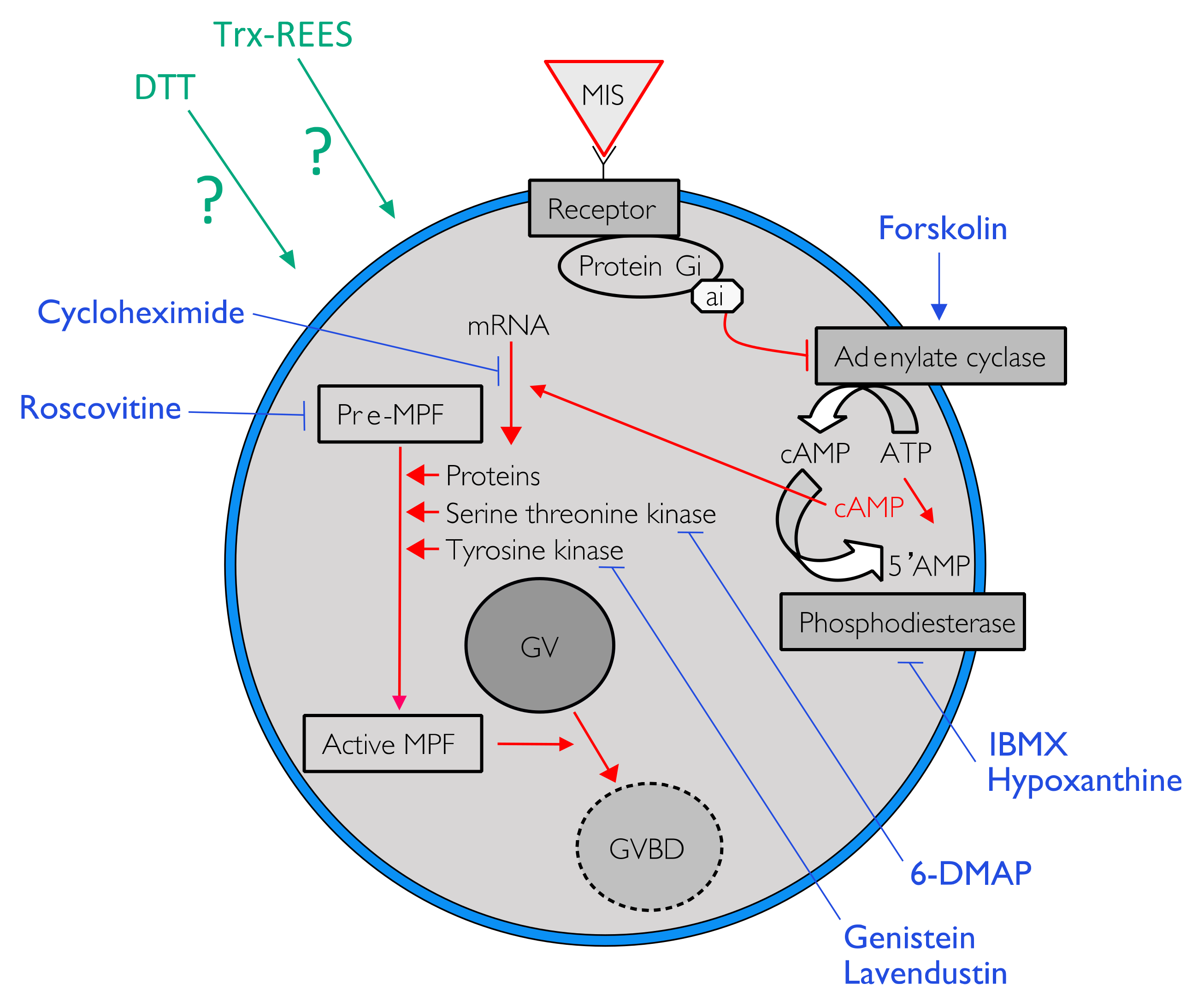 Antioxidants 10 01201 g001