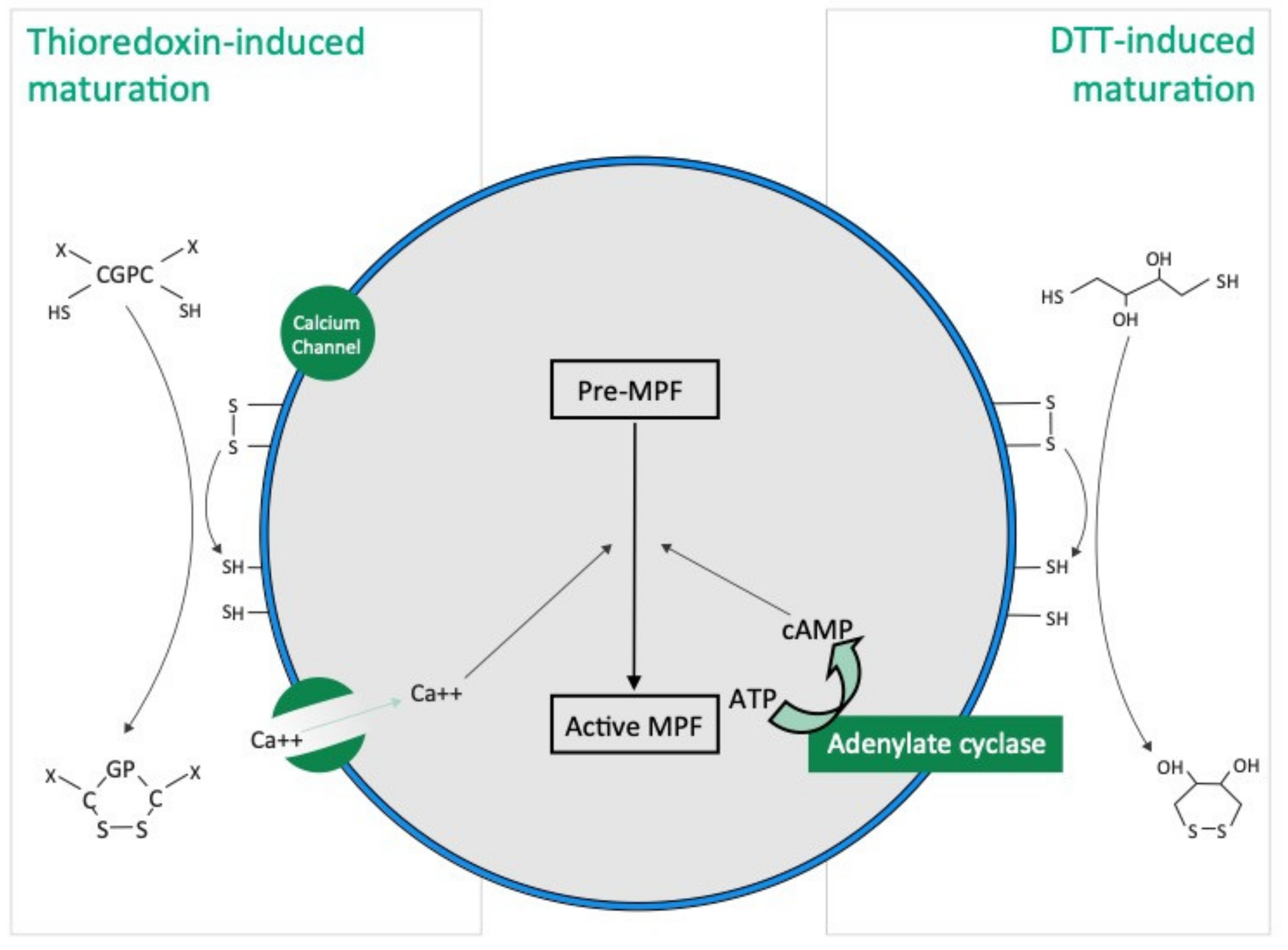 Antioxidants 10 01201 g007