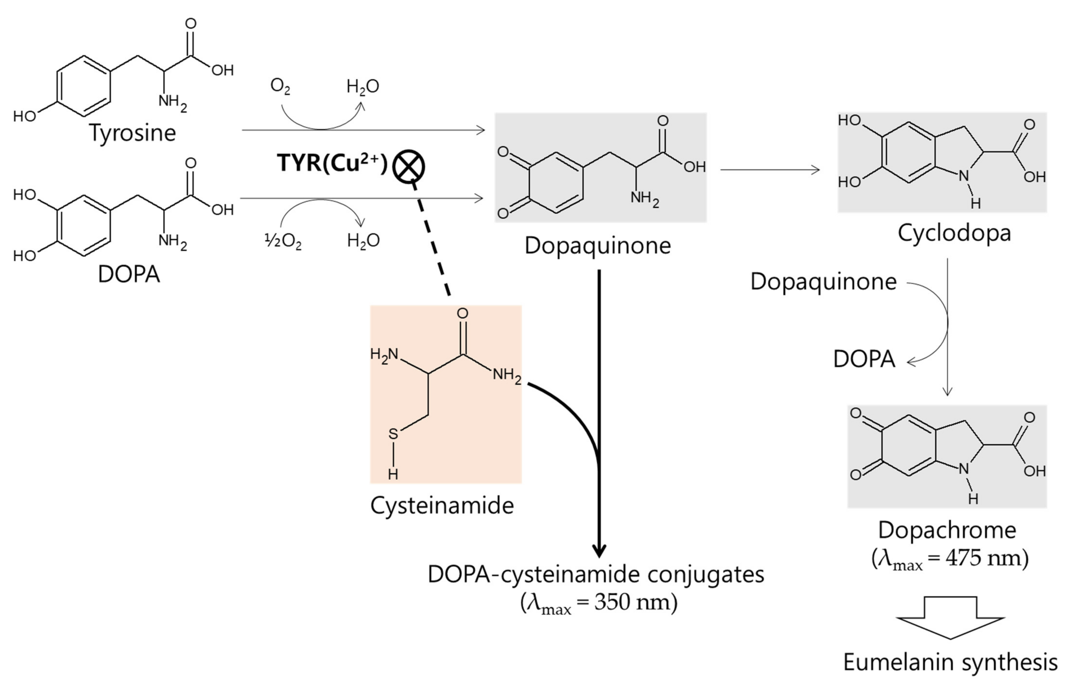 Antioxidants 10 01202 g012
