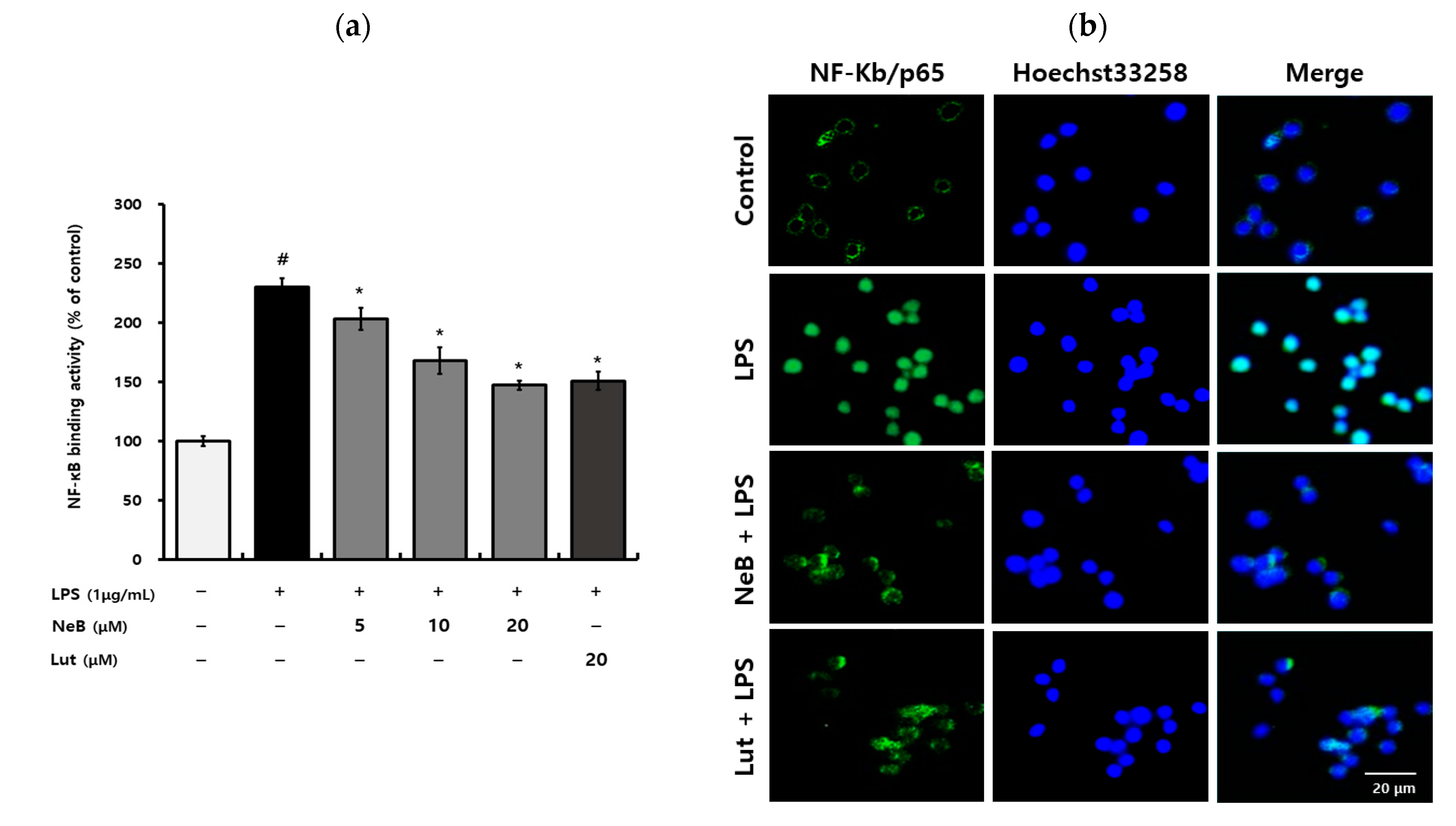 Antioxidants 10 01208 g004