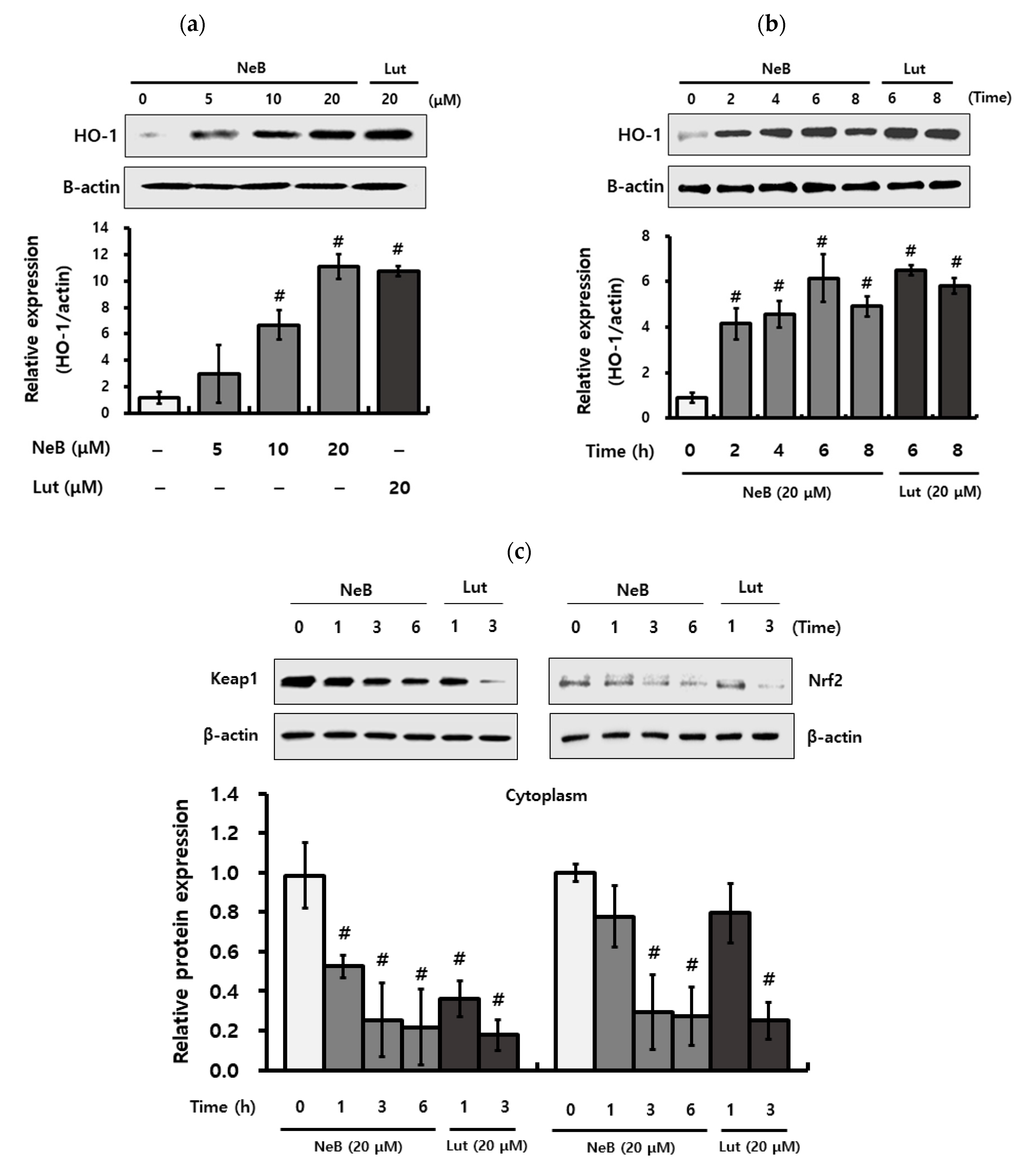 Antioxidants 10 01208 g006a