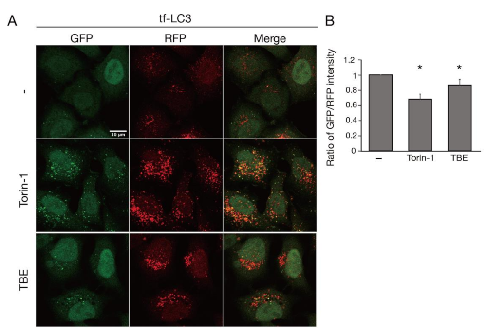 Antioxidants 10 01217 g001