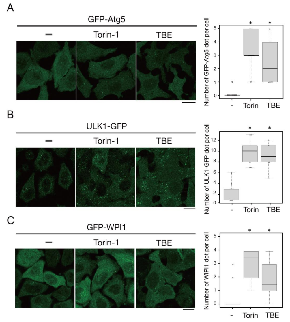 Antioxidants 10 01217 g003
