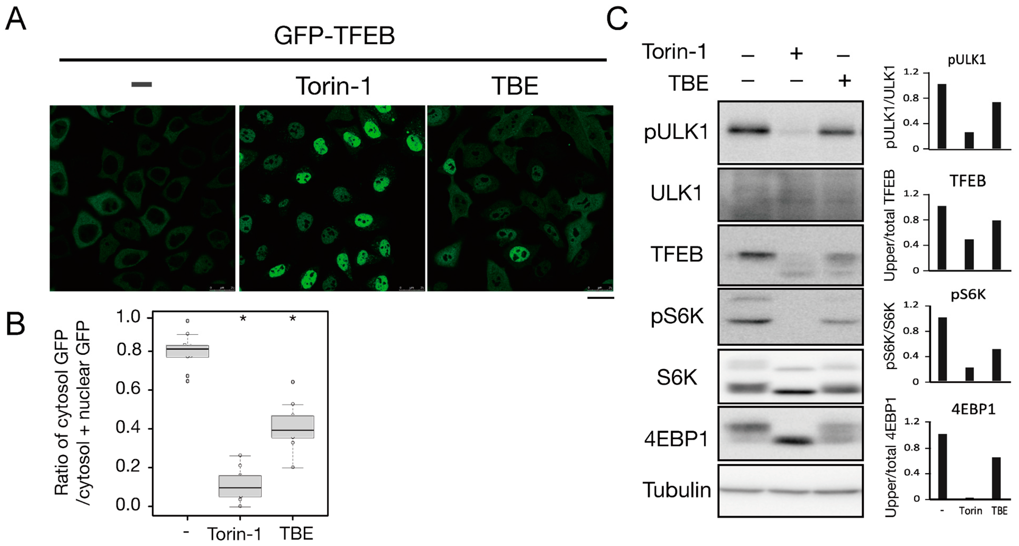 Antioxidants 10 01217 g004