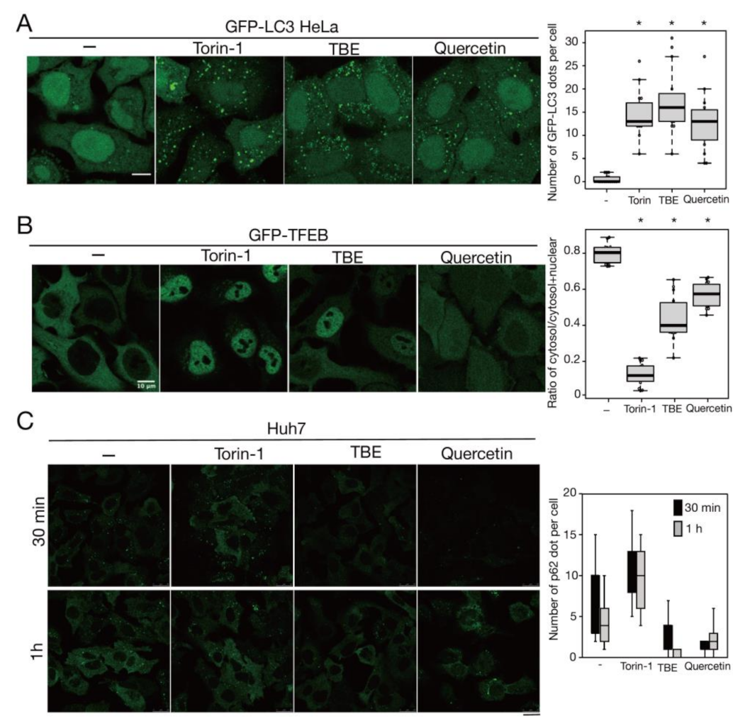 Antioxidants 10 01217 g006